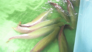 Dan ca hai tuong 12 con nang hon mot tan ruoi o Tay Ninh hinh anh