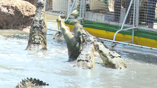 Cau ca sau dam lay o TP.HCM hinh anh