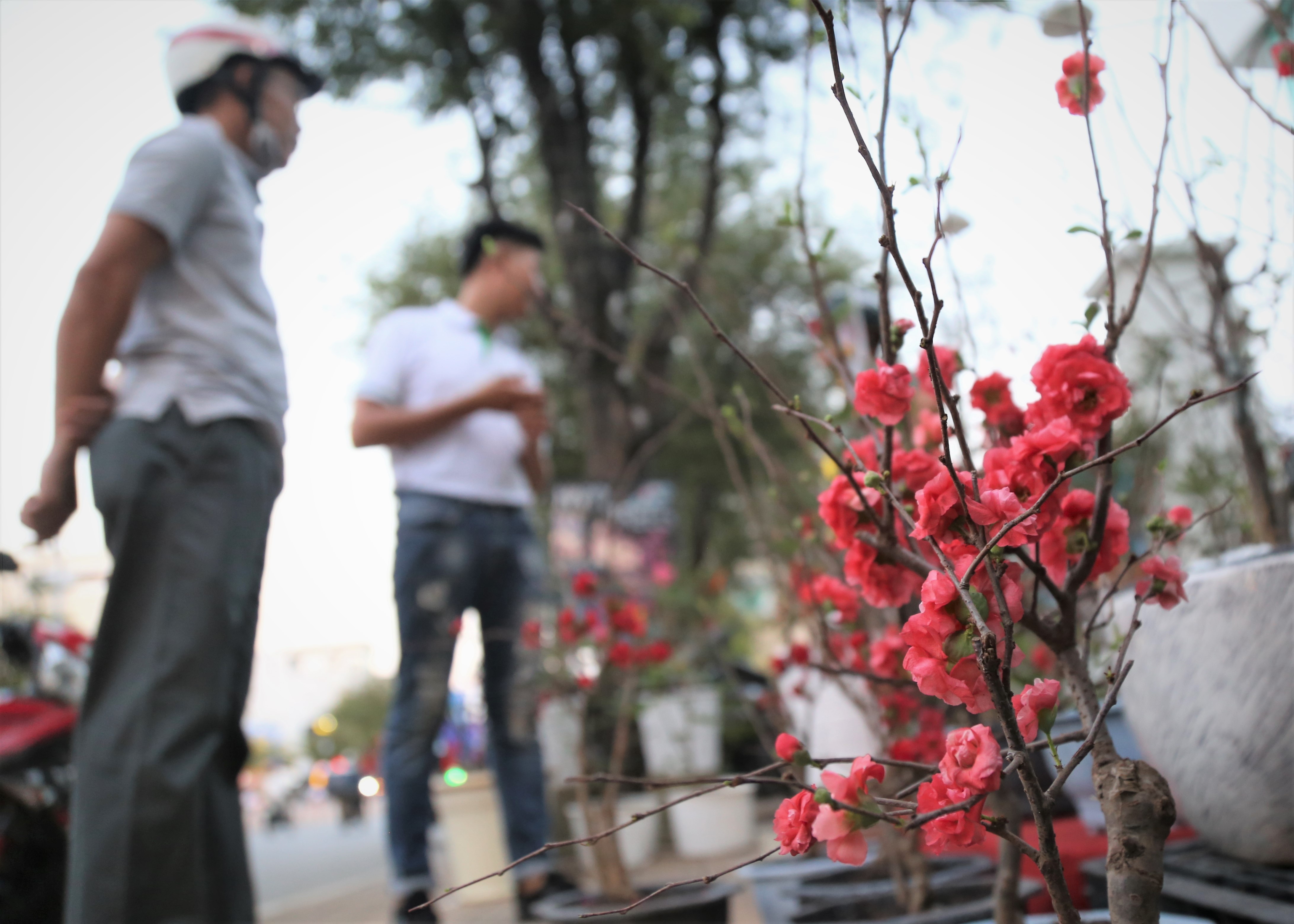 Hoa mai do doc la o Sai Gon thu hut nguoi mua dip Tet hinh anh