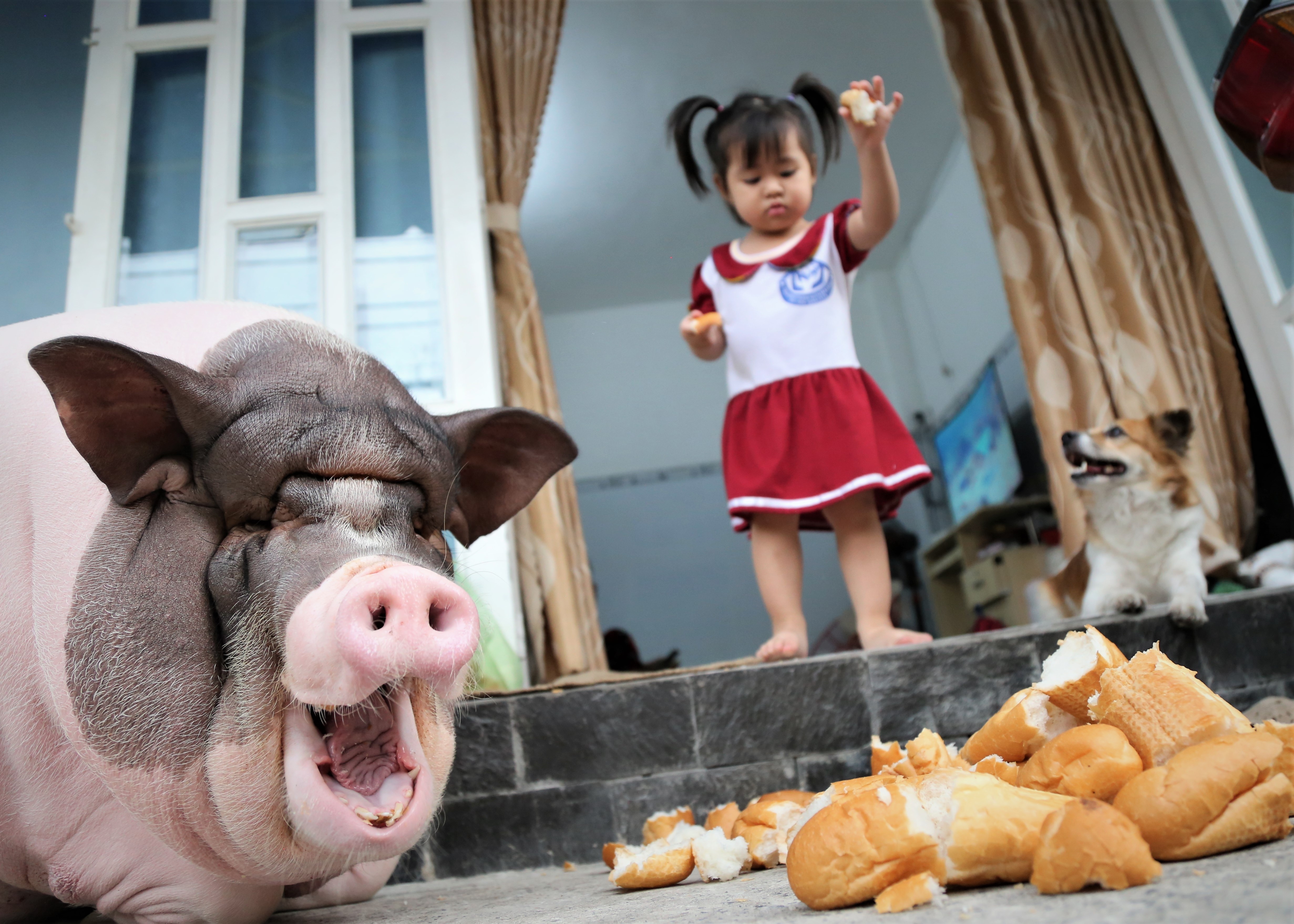 Chu heo 150 kg o Sai Gon song chung voi chu nhu thu cung hinh anh