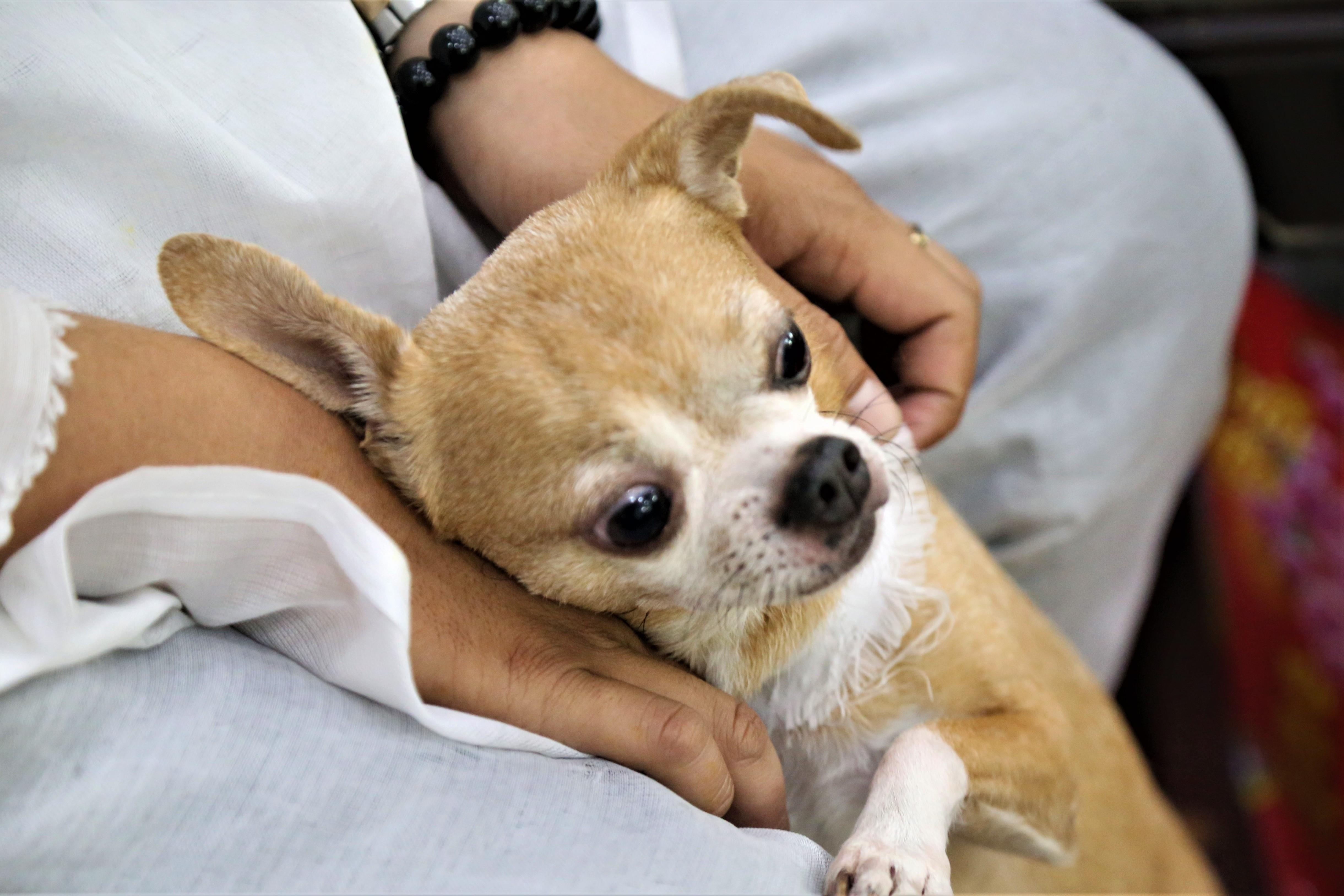 Chu cho cung quanh quan ben linh cuu nghe si Le Binh hinh anh