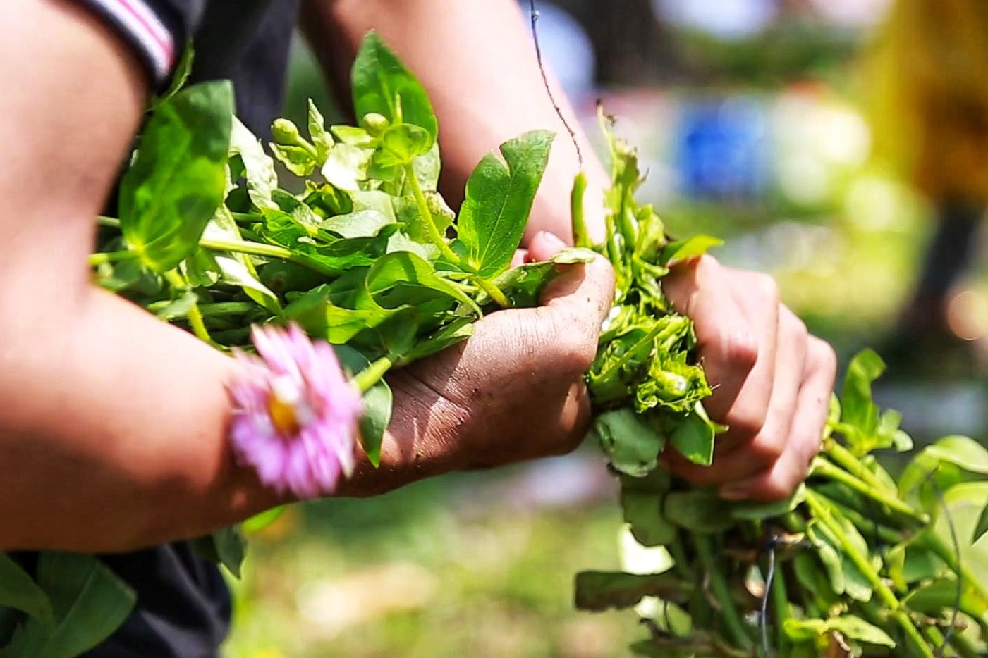 Xe nat hoa khi gia giam xuong 5.000 dong/chau hinh anh