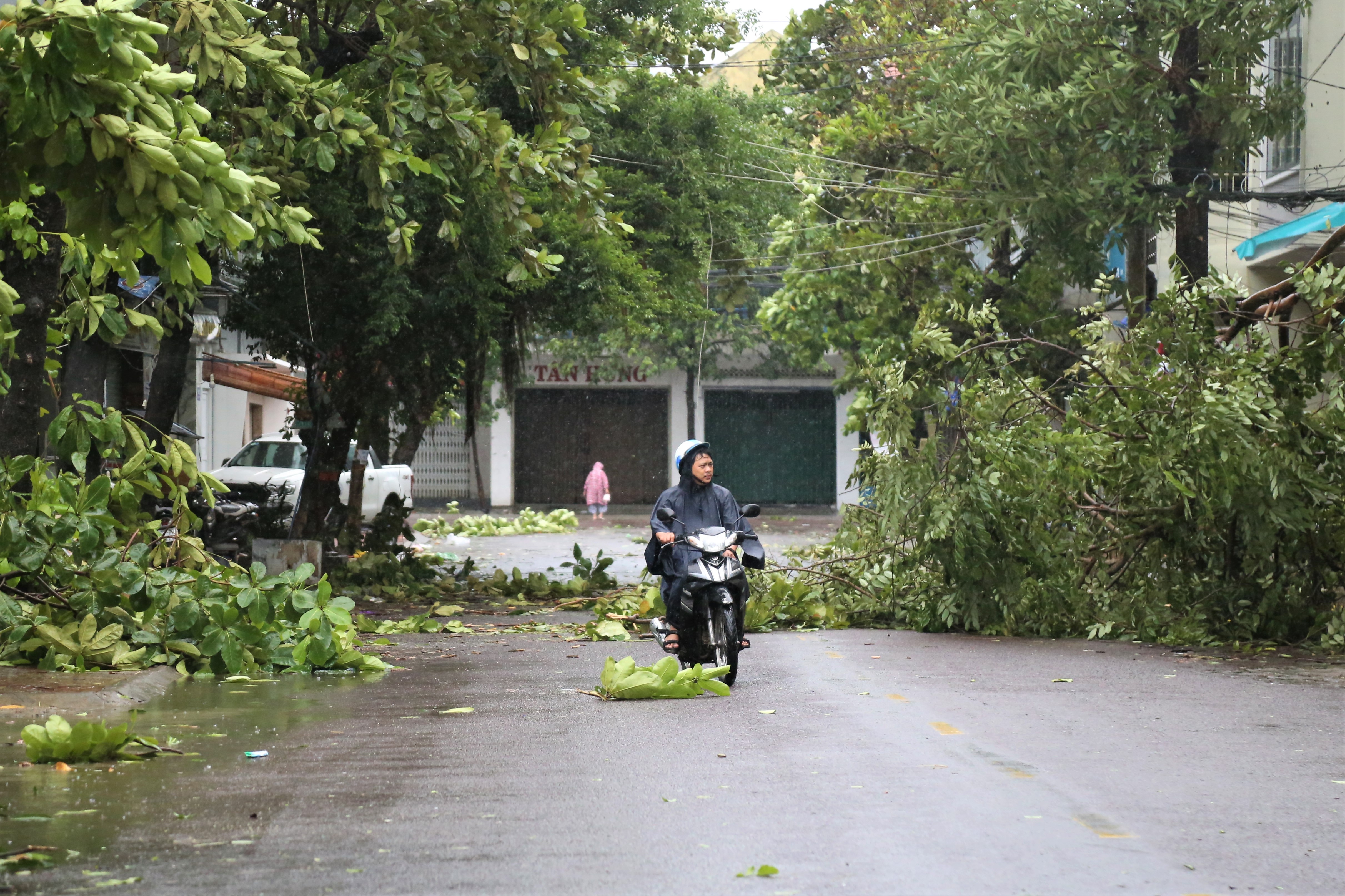 Bao so 9 quat gay nhieu cay xanh o Quy Nhon hinh anh