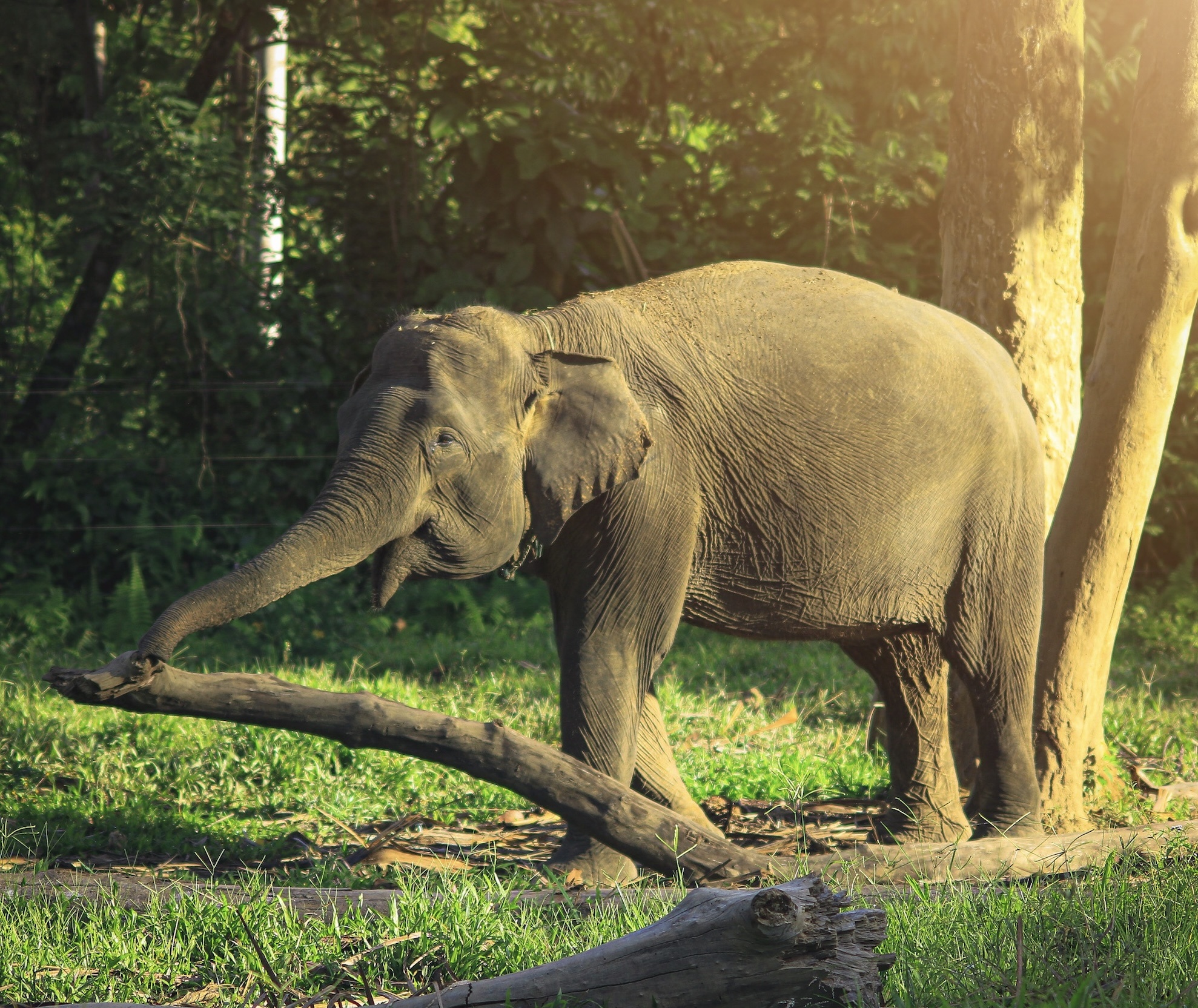 Dan voi o Bali anh 3