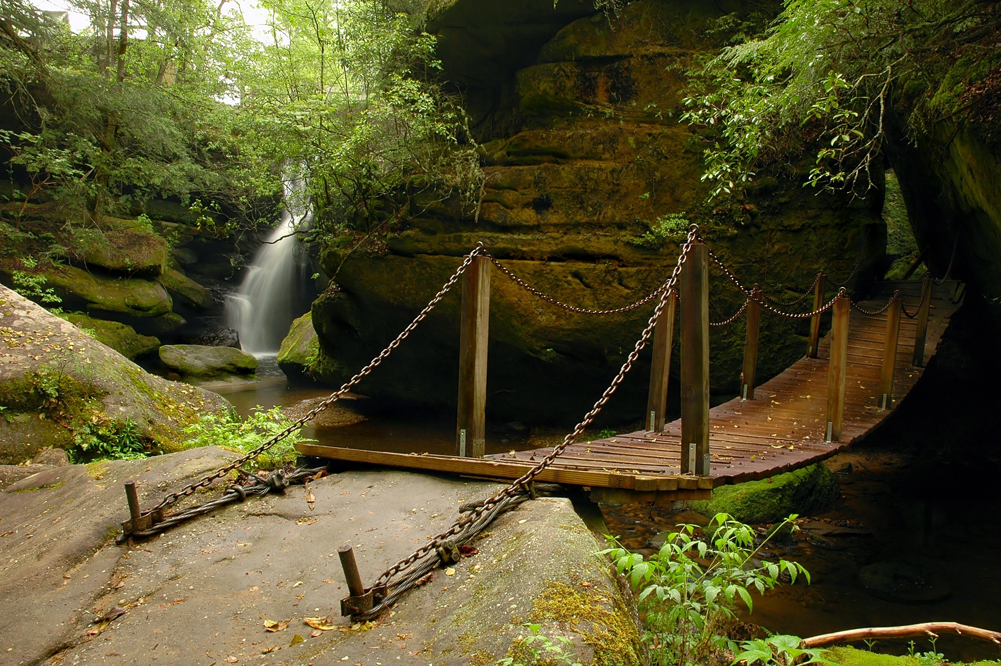 Phát quang sinh học ảnh 1 Phat quang sinh hoc anh 1