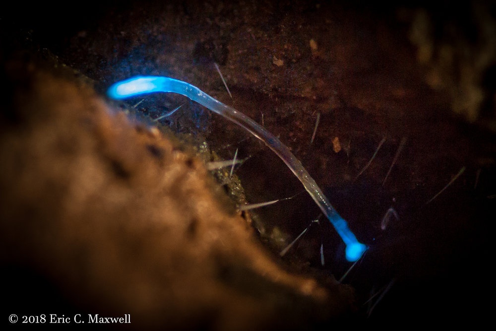 Phát quang sinh học ảnh 2 Phat quang sinh hoc anh 2