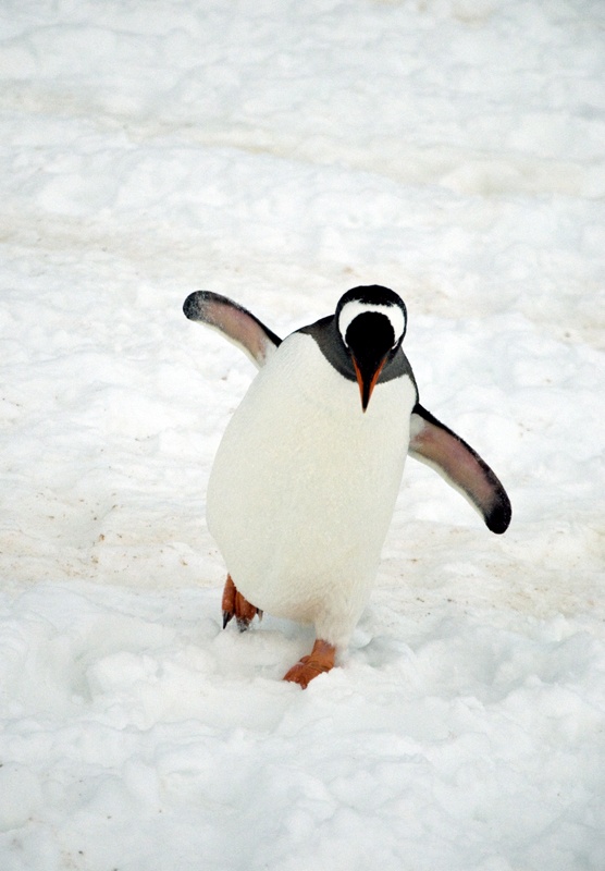 Sach anh the gioi 80 nam anh 6