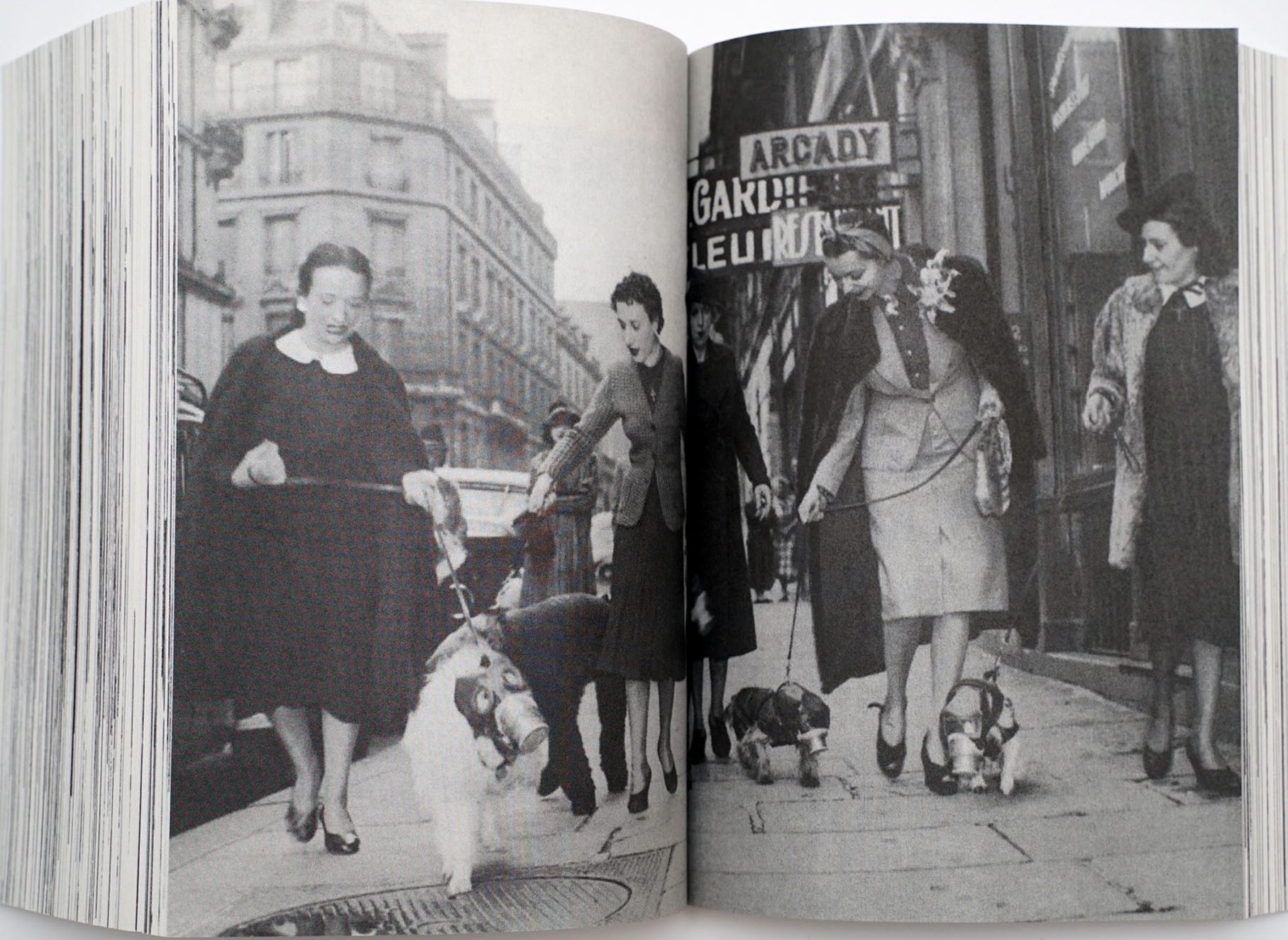 Sach anh ve dong vat hoat dong cung con nguoi anh 10