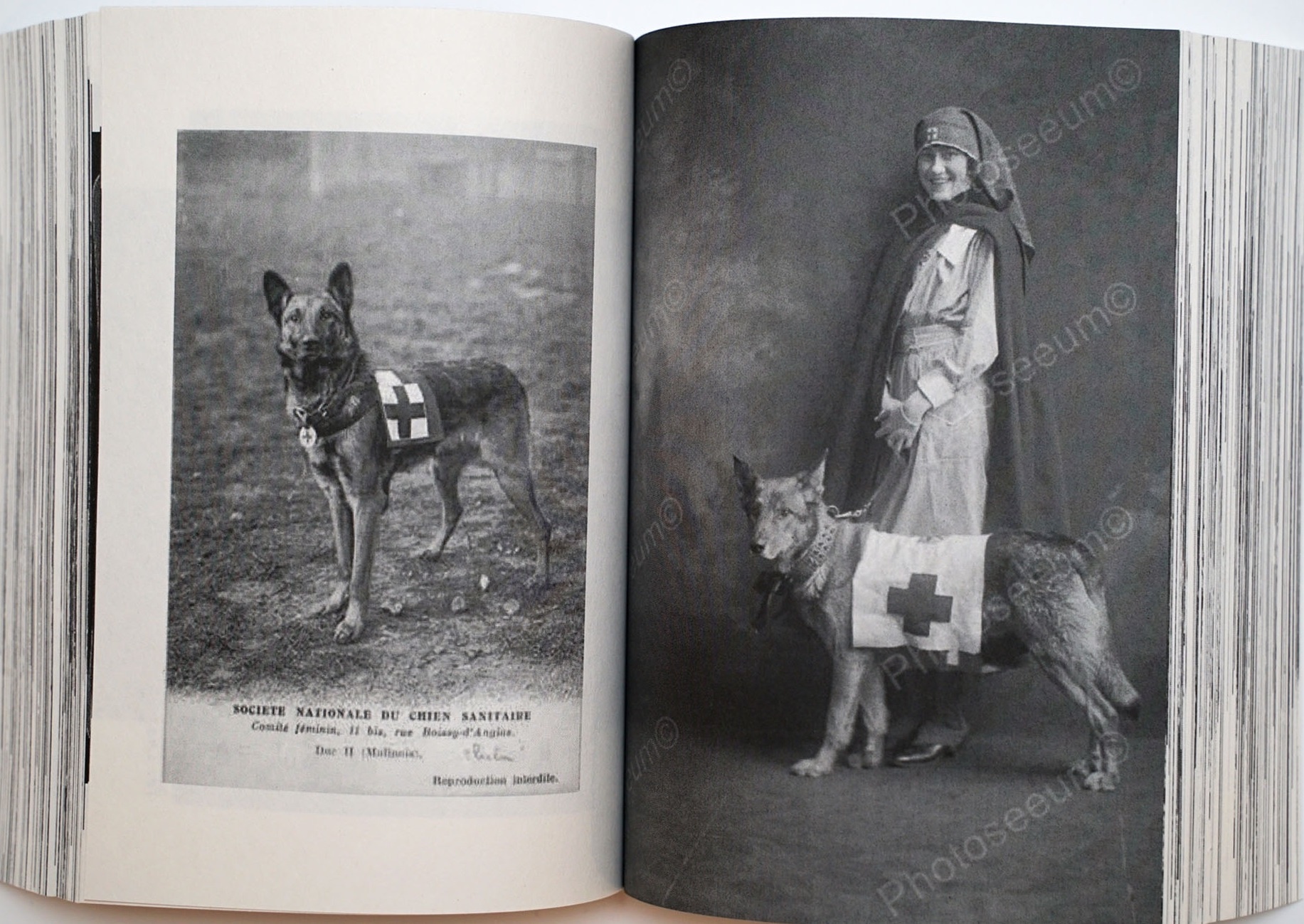 Sach anh ve dong vat hoat dong cung con nguoi anh 3