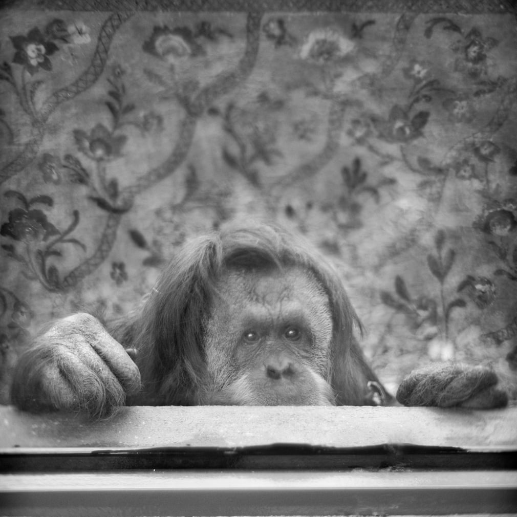 Sach anh vuon thu chau Au anh 10