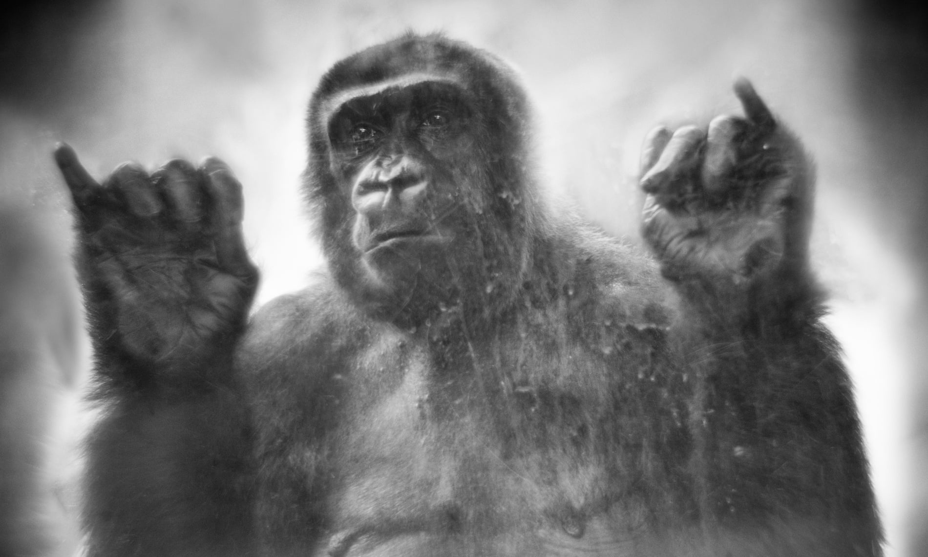 Cac loai linh truong bi nuoi nhot o chau Au qua man kinh hinh anh