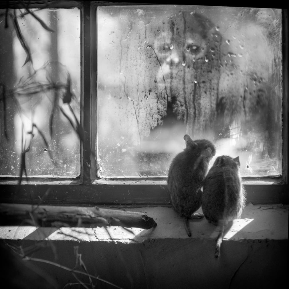 Sach anh vuon thu chau Au anh 4