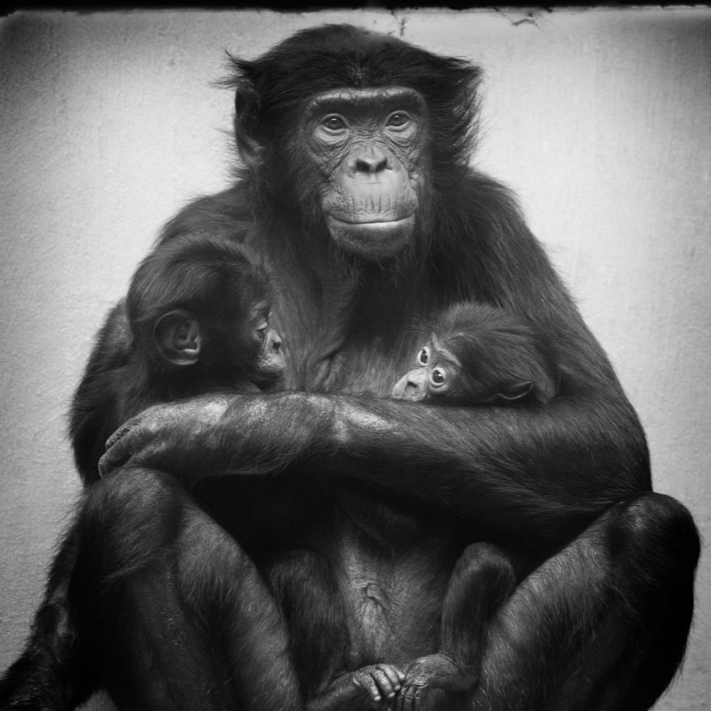 Sach anh vuon thu chau Au anh 5