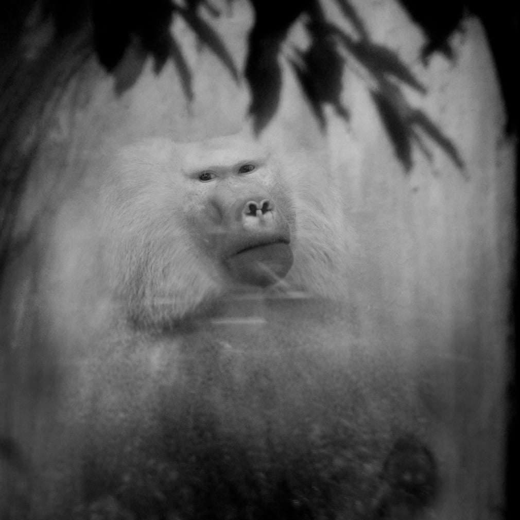 Sach anh vuon thu chau Au anh 6