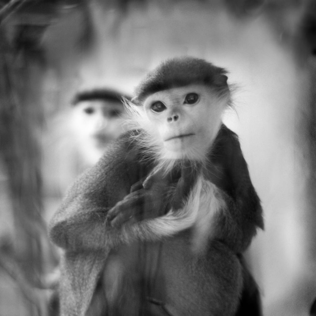 Sach anh vuon thu chau Au anh 8