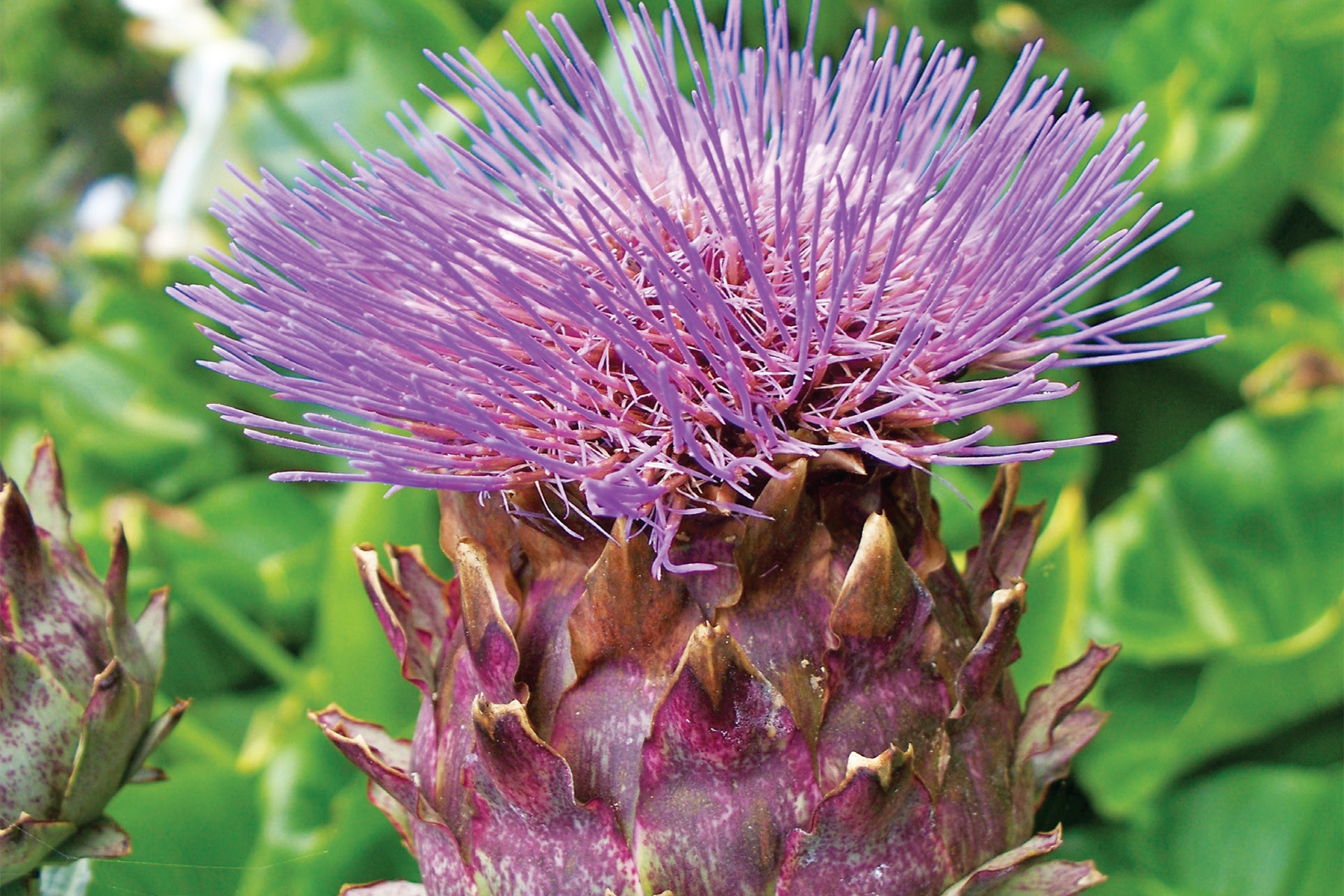 Bi mat cua la atiso hinh anh