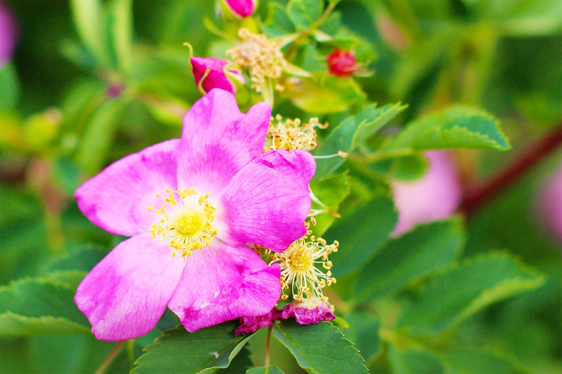 Cong dung voi suc khoe cua hoa hong hinh anh