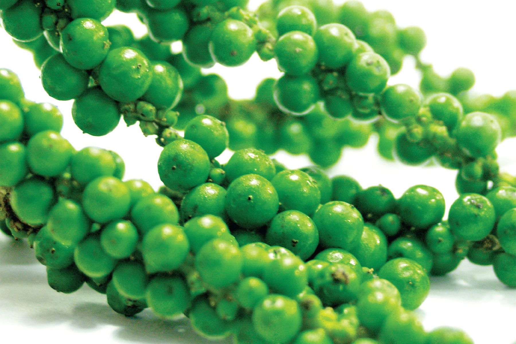 Tac dung khong ngo tu hat tieu hinh anh