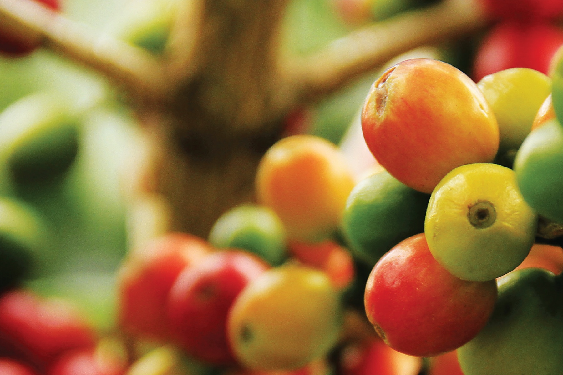 Cong dung cua ca phe voi suc khoe hinh anh