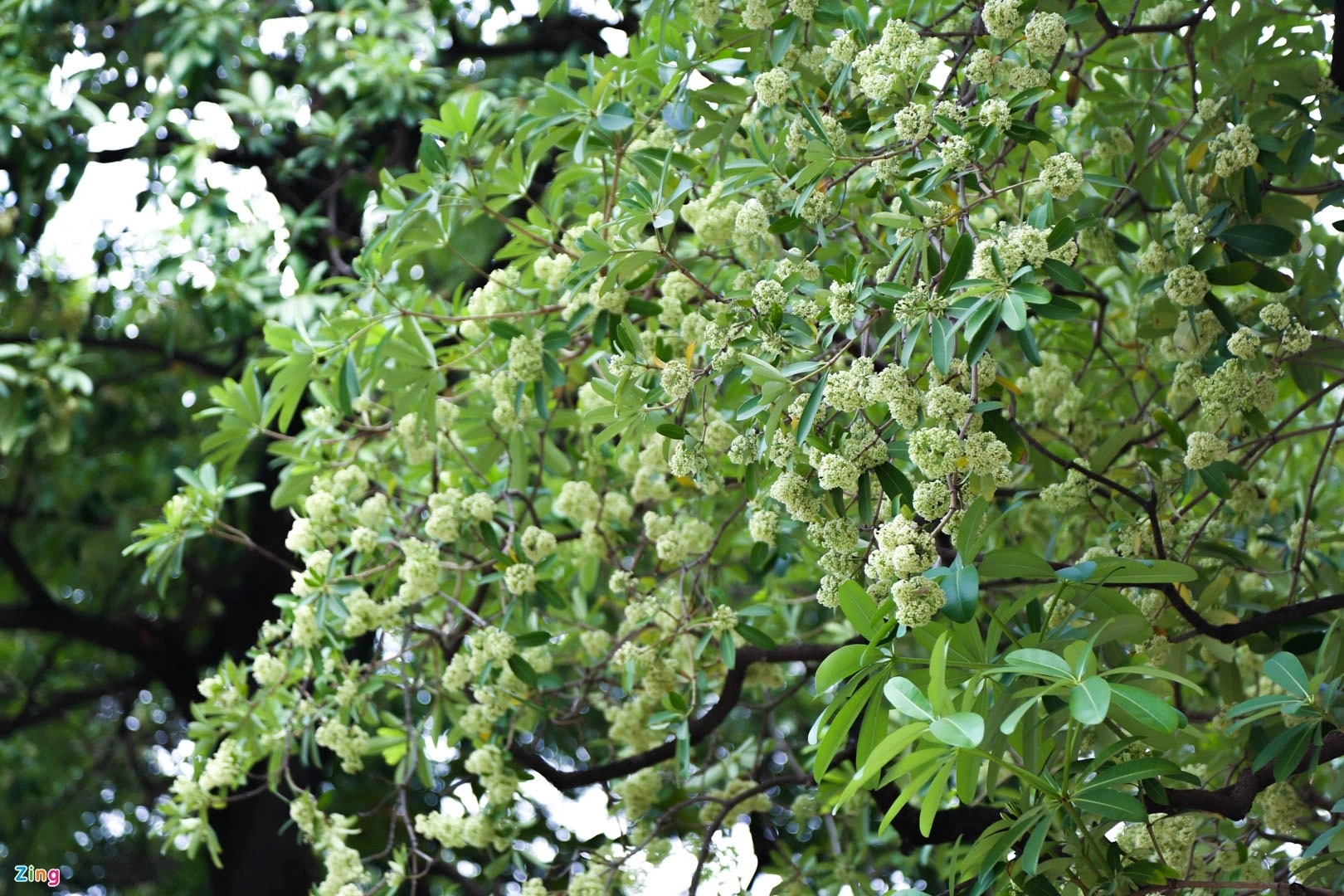 Di doi hoa sua anh 3