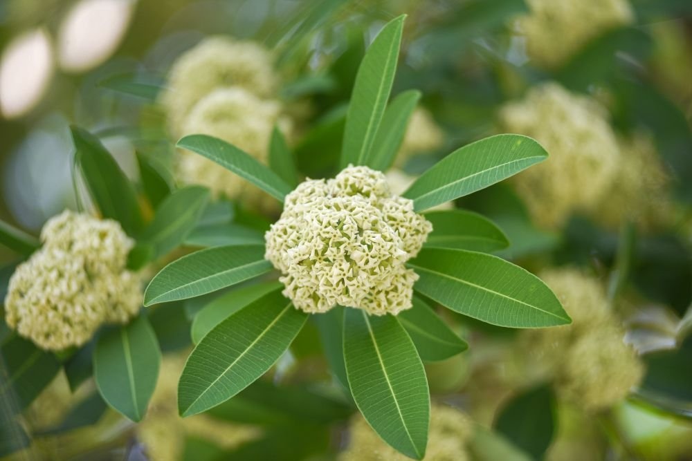 Loi lam khong phai tai cay hoa sua hinh anh