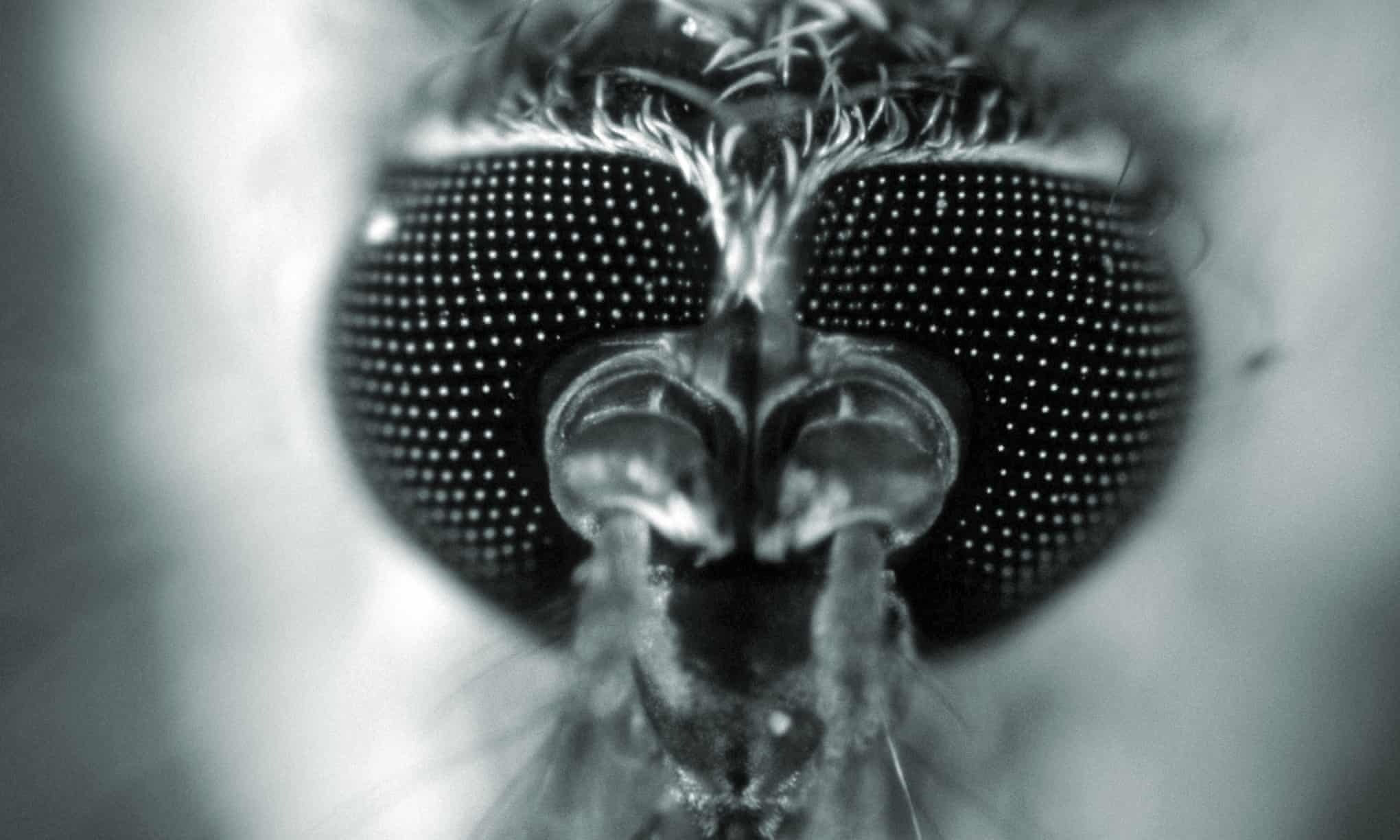 Su tra thu cua loai muoi khong lo hinh anh