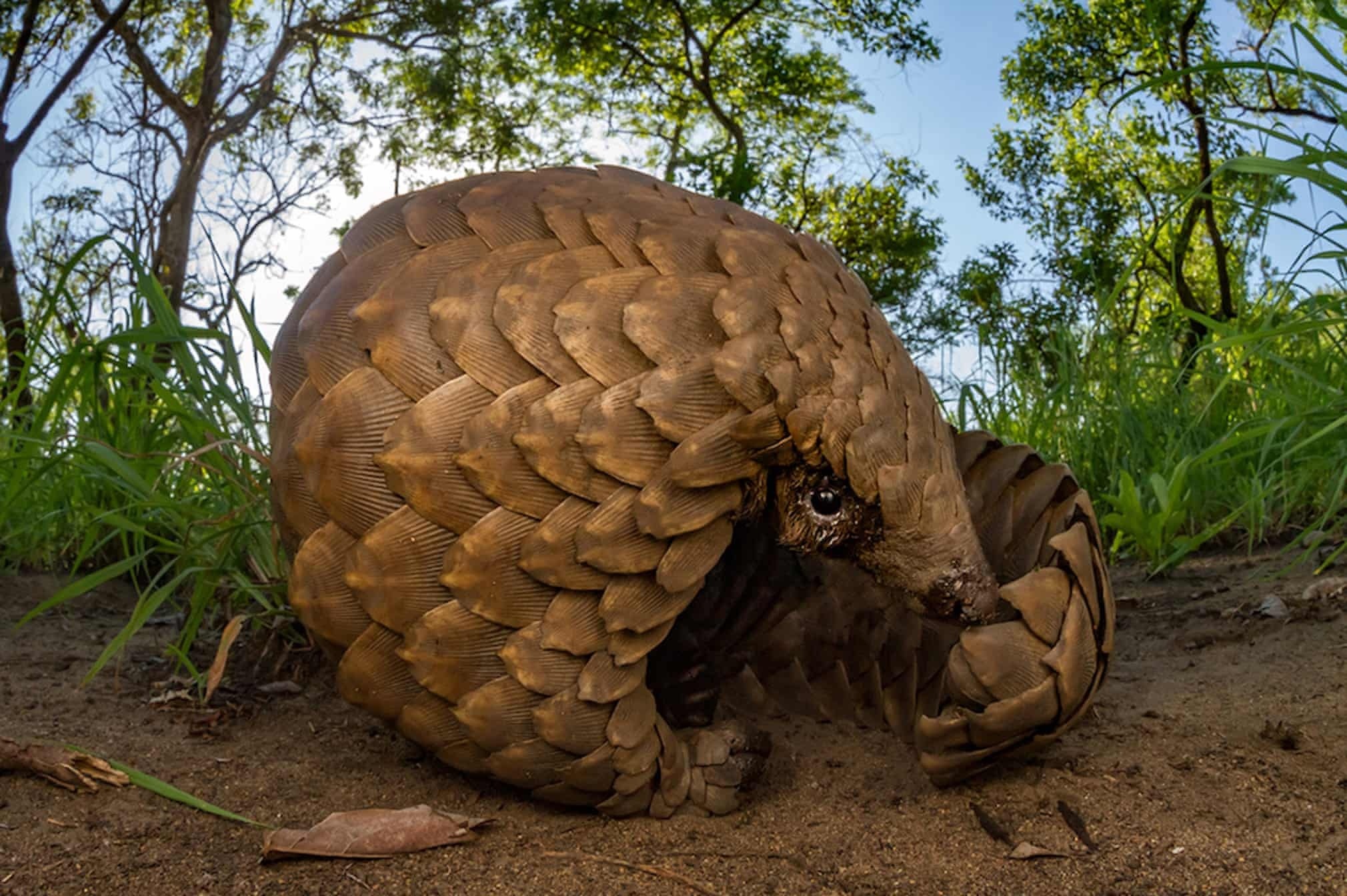 Dong vat tuyet chung anh 2