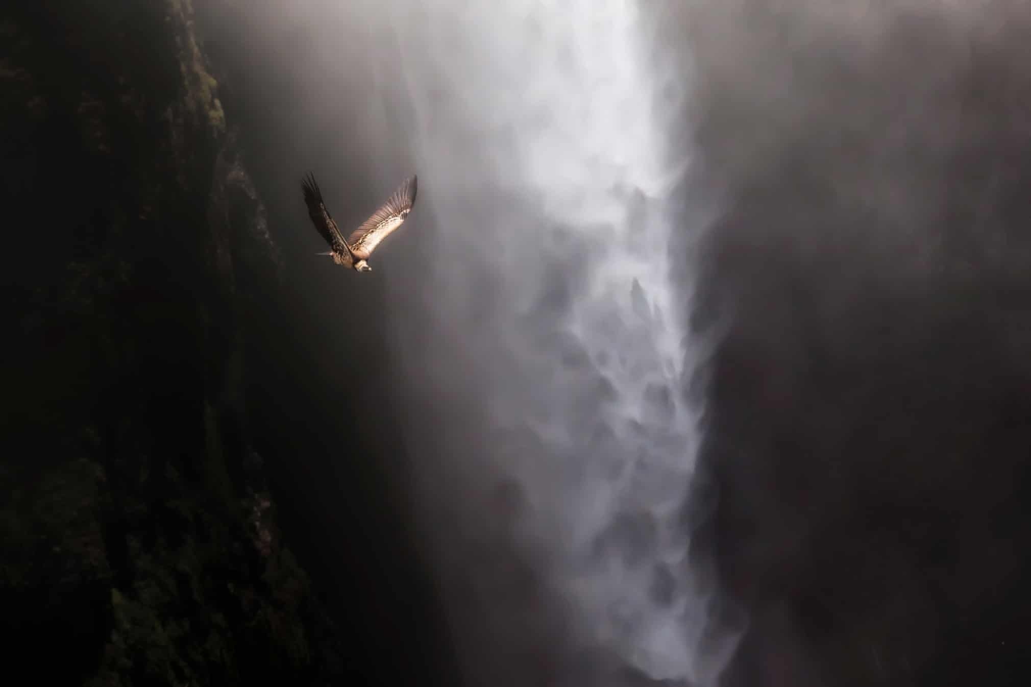 Dong vat tuyet chung anh 9