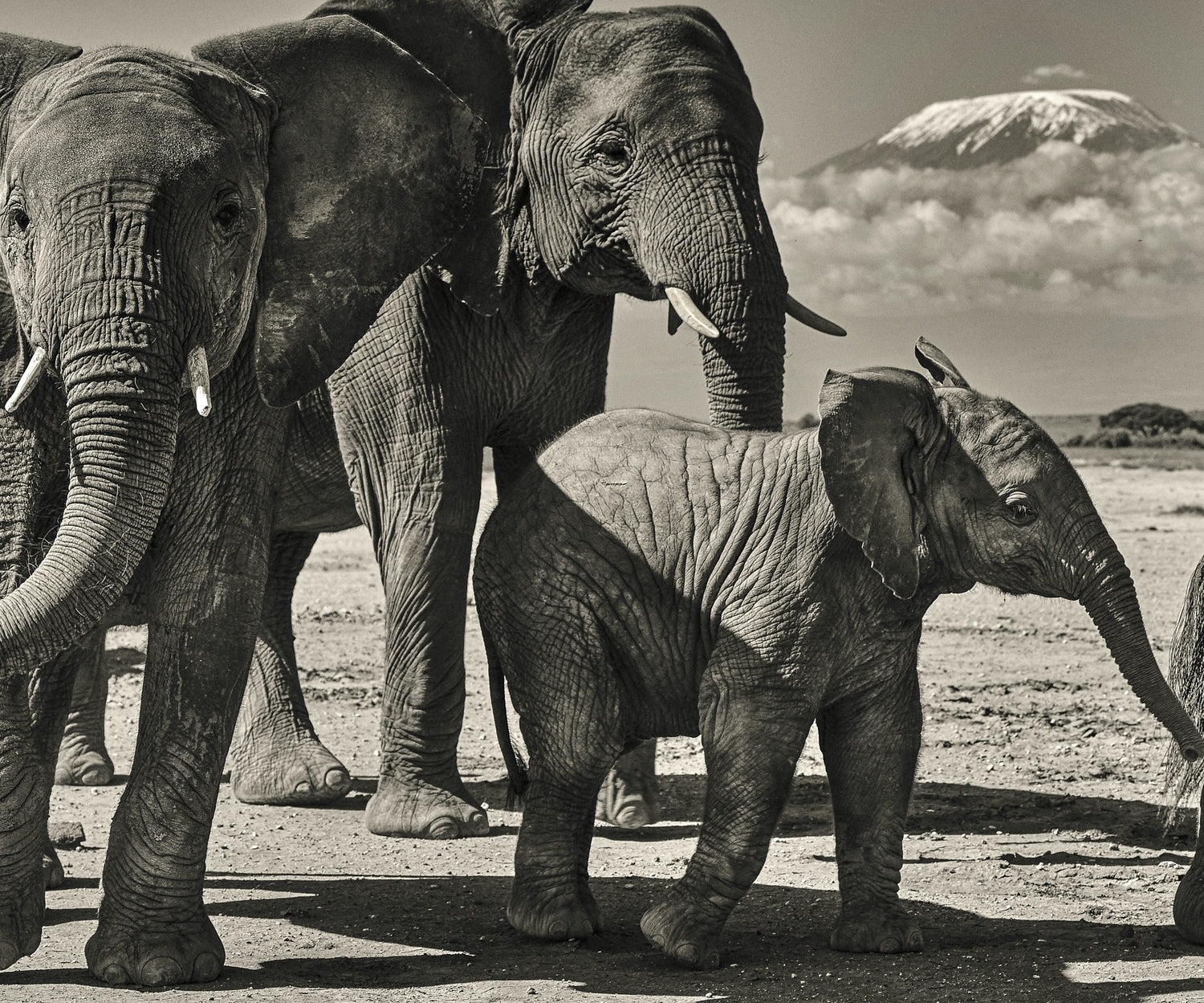 Cuu lay dan voi! hinh anh