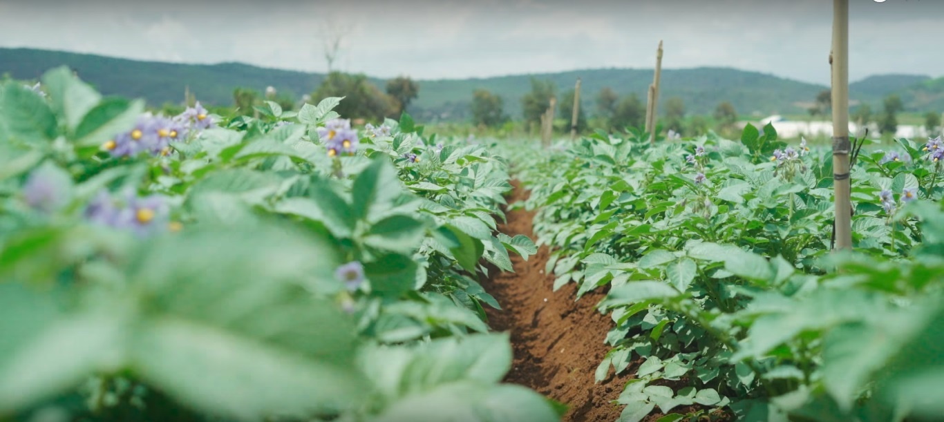 Xem clip 3 phut nay de thay mot Da Lat that khac hinh anh