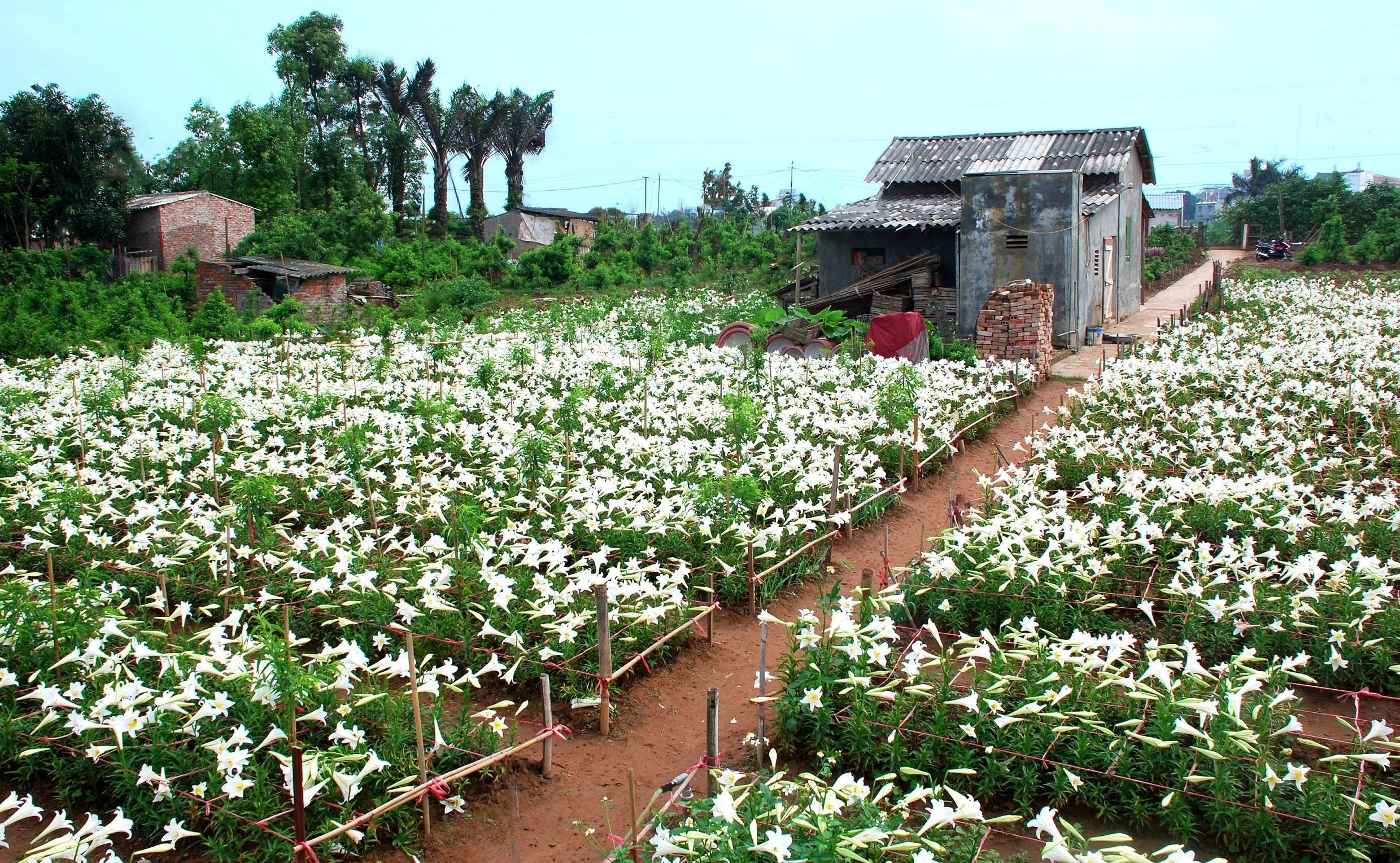 loa ken tinh khoi xuong pho anh 1