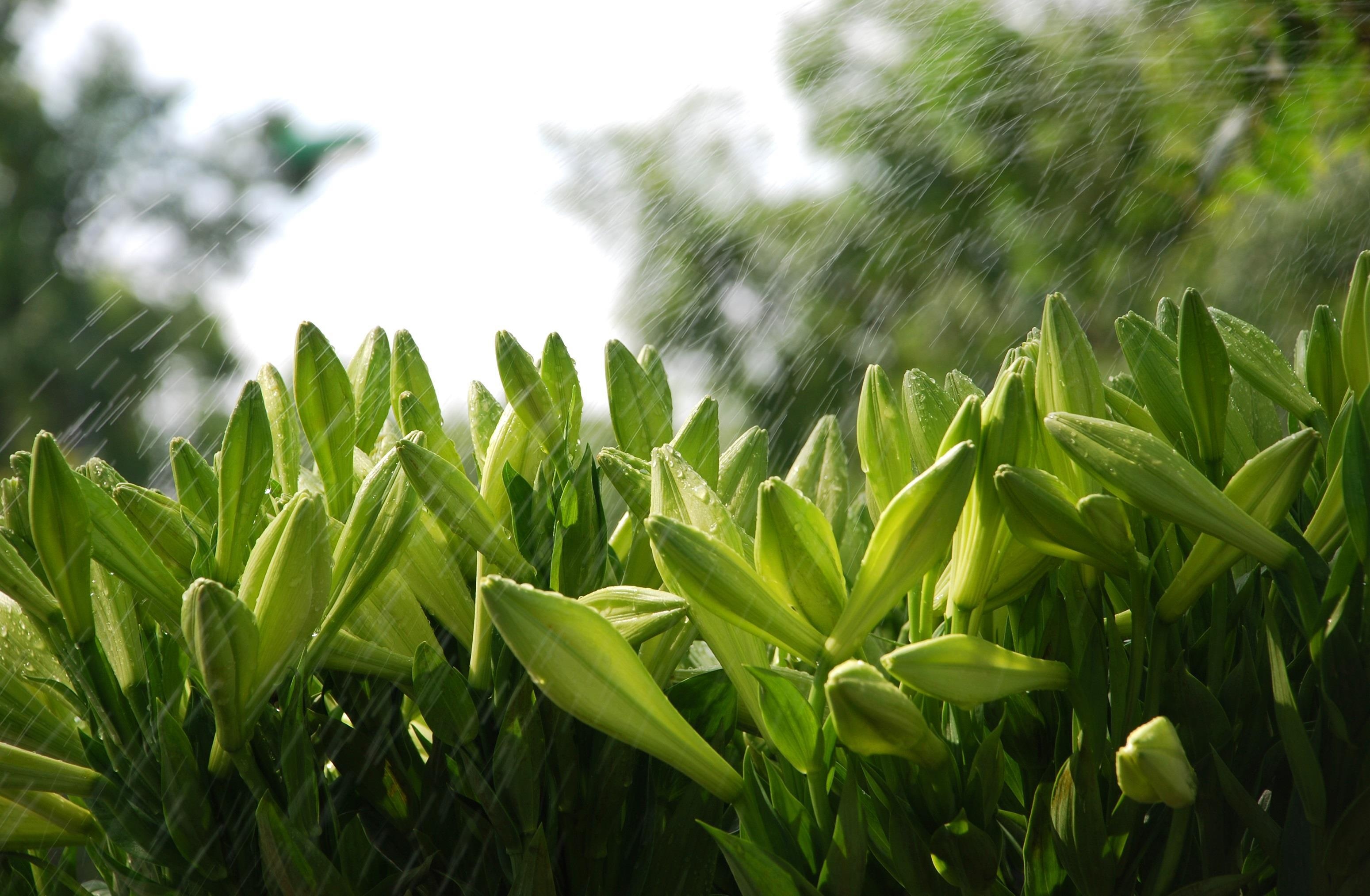 loa ken tinh khoi xuong pho anh 3