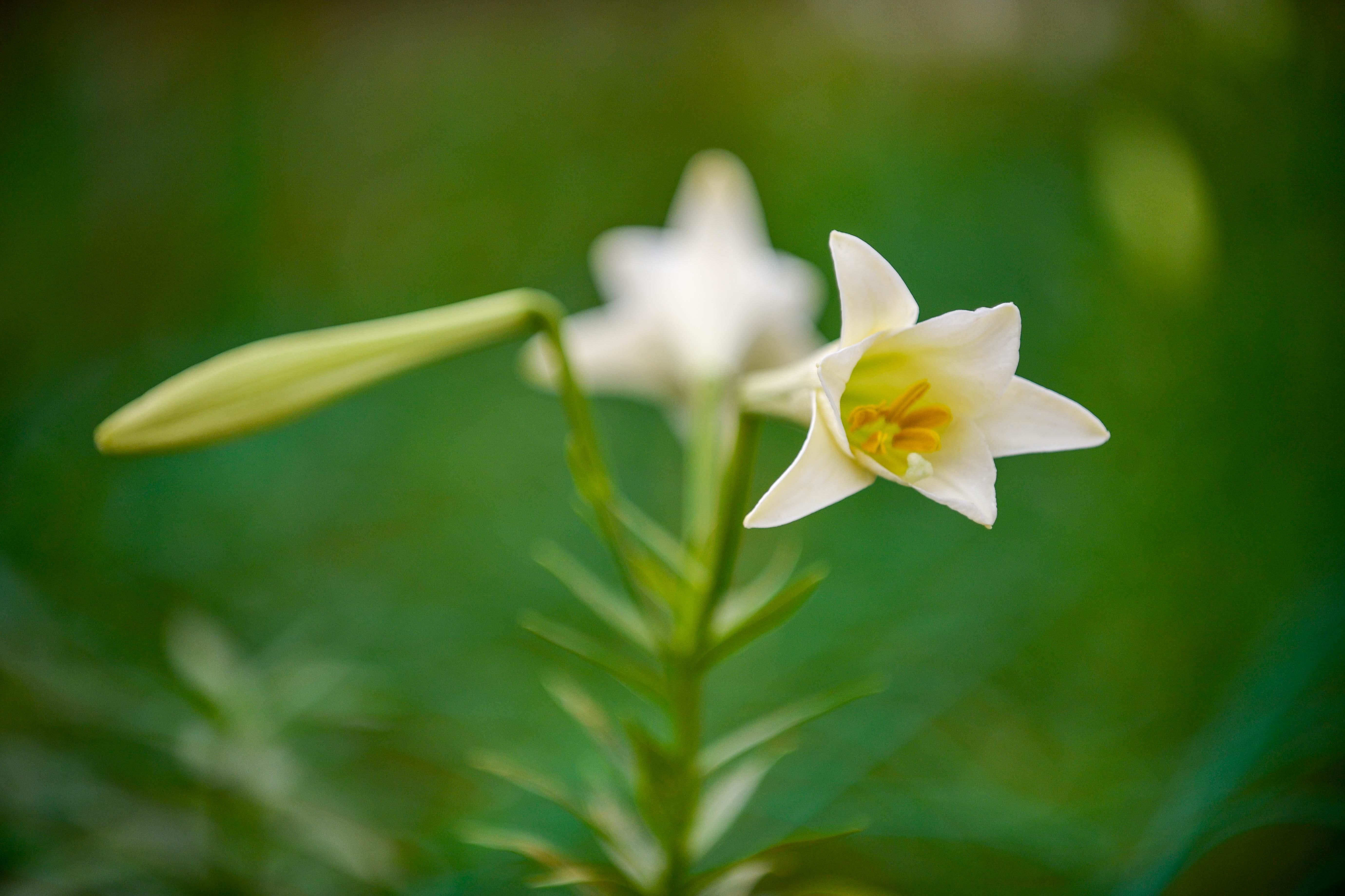 loa ken tinh khoi xuong pho anh 4