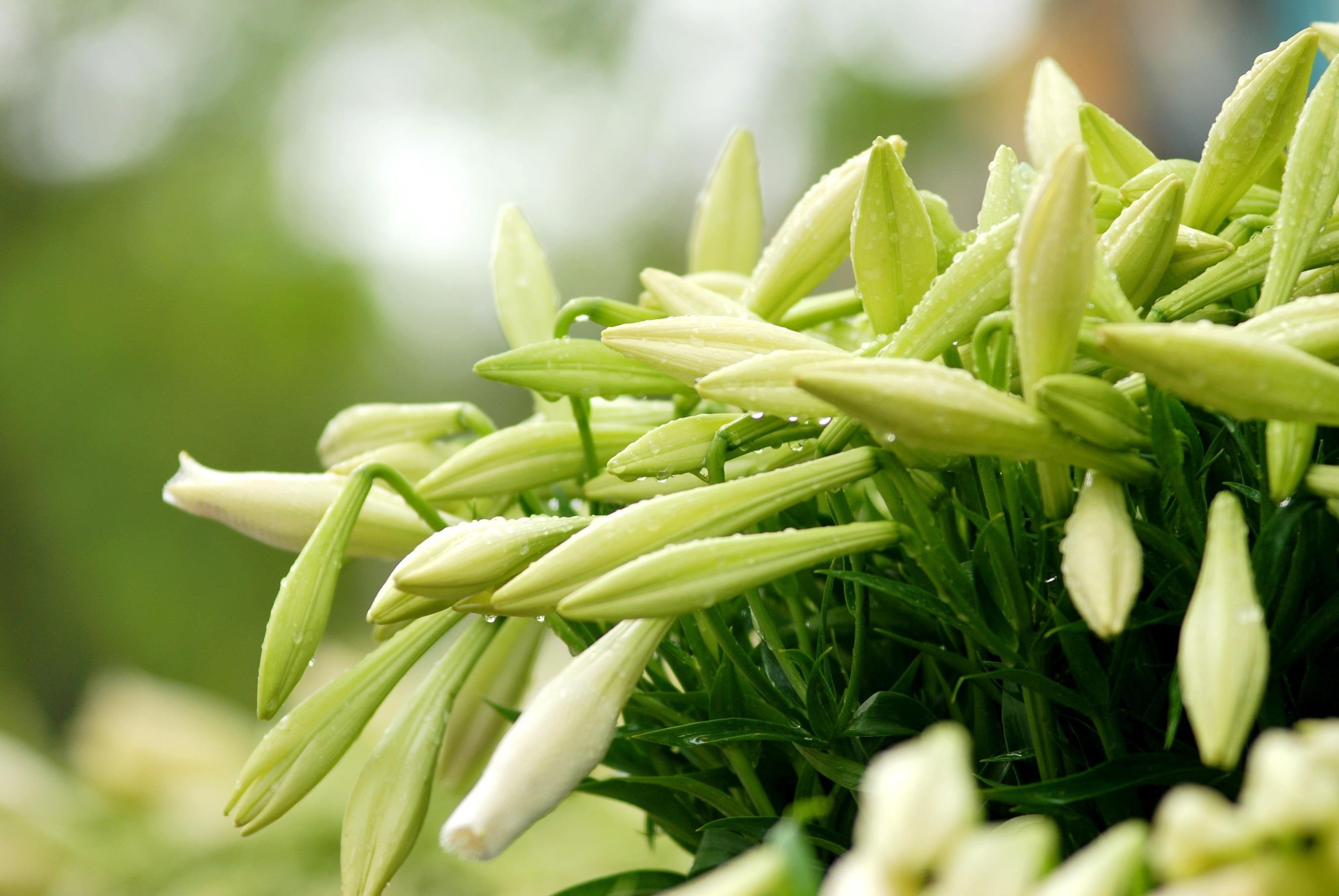 loa ken tinh khoi xuong pho anh 8