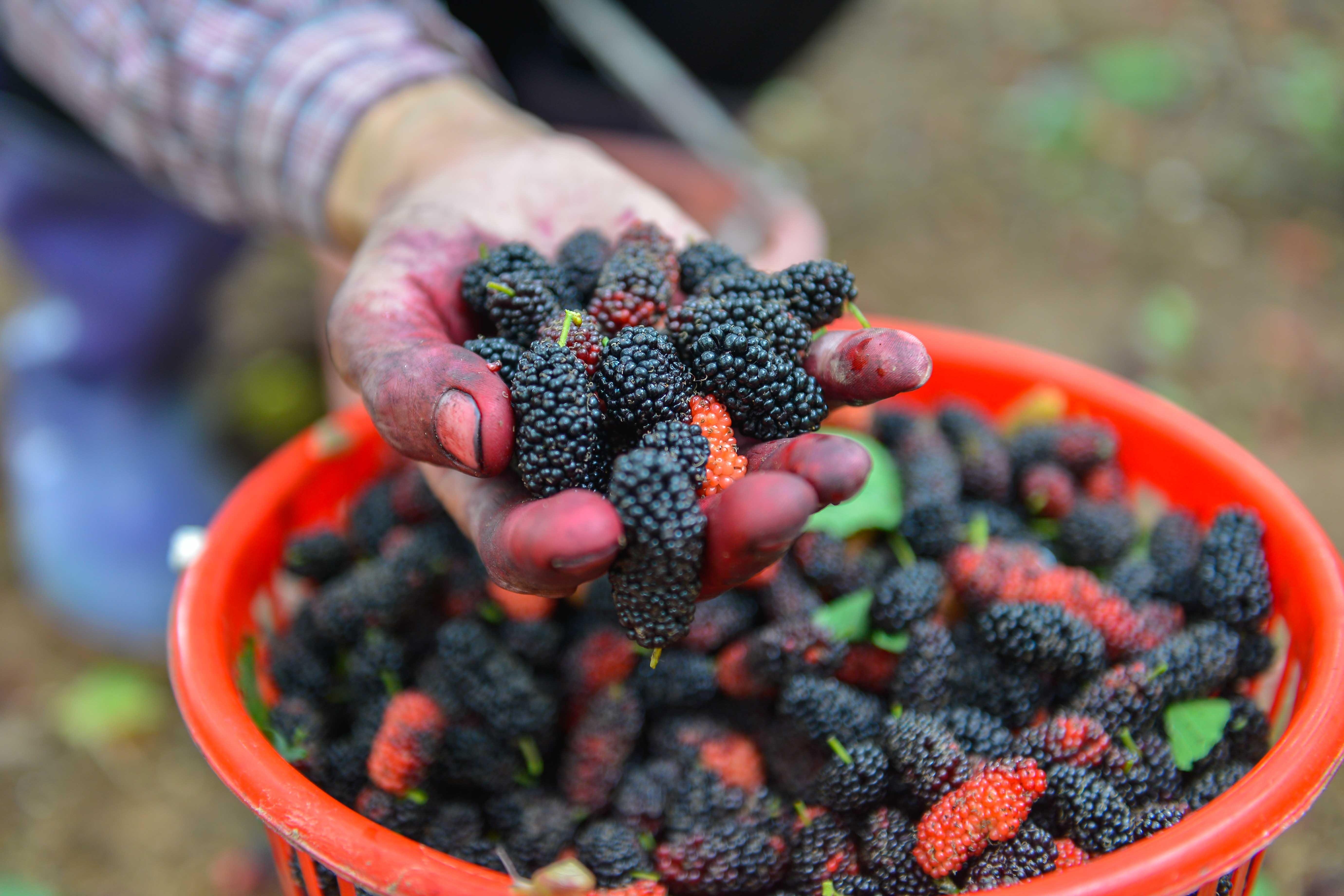 Kiem tien trieu moi ngay nho hai dau tam hinh anh