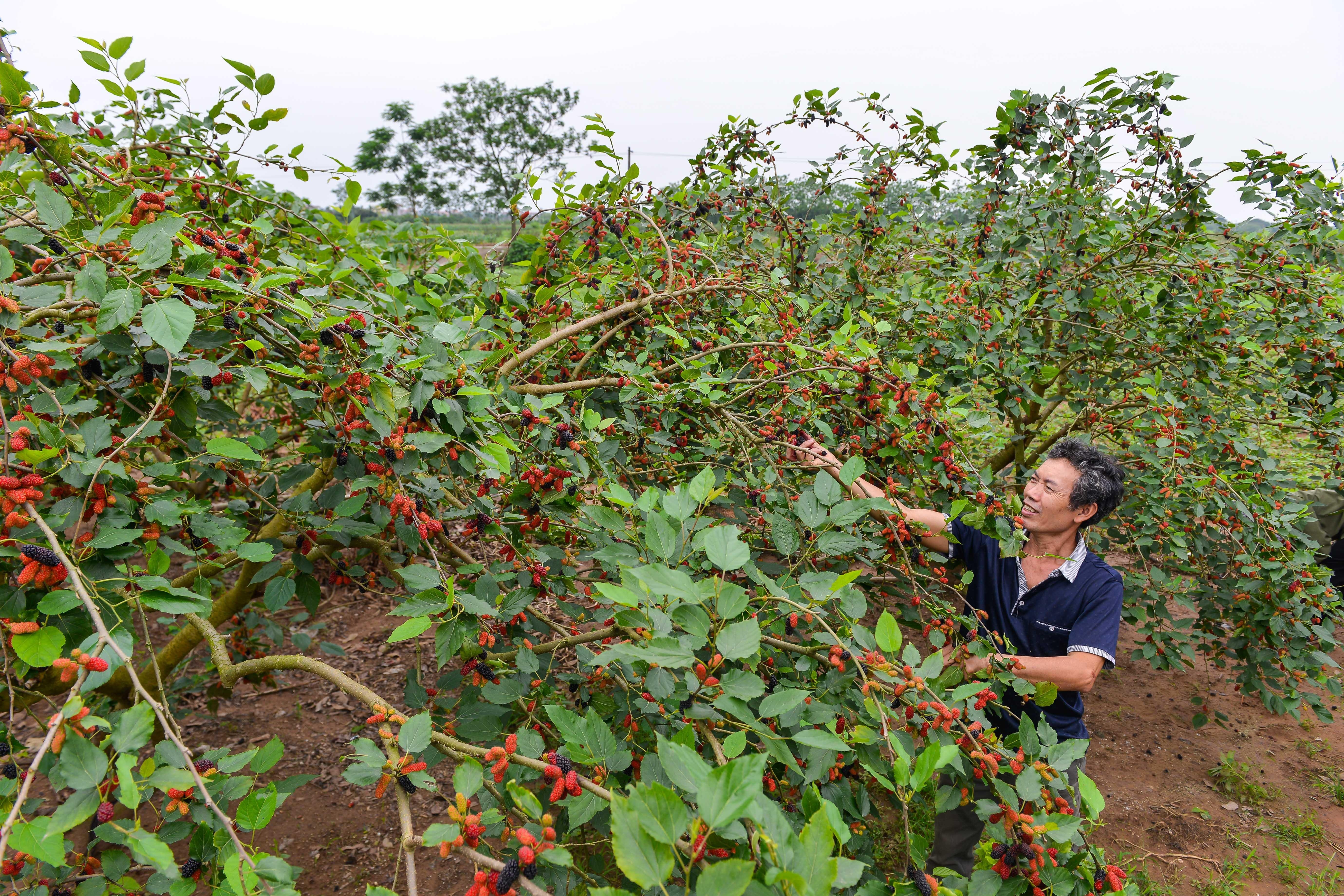 Lac vao vuon dau tam mong qua o Ha Noi anh 7