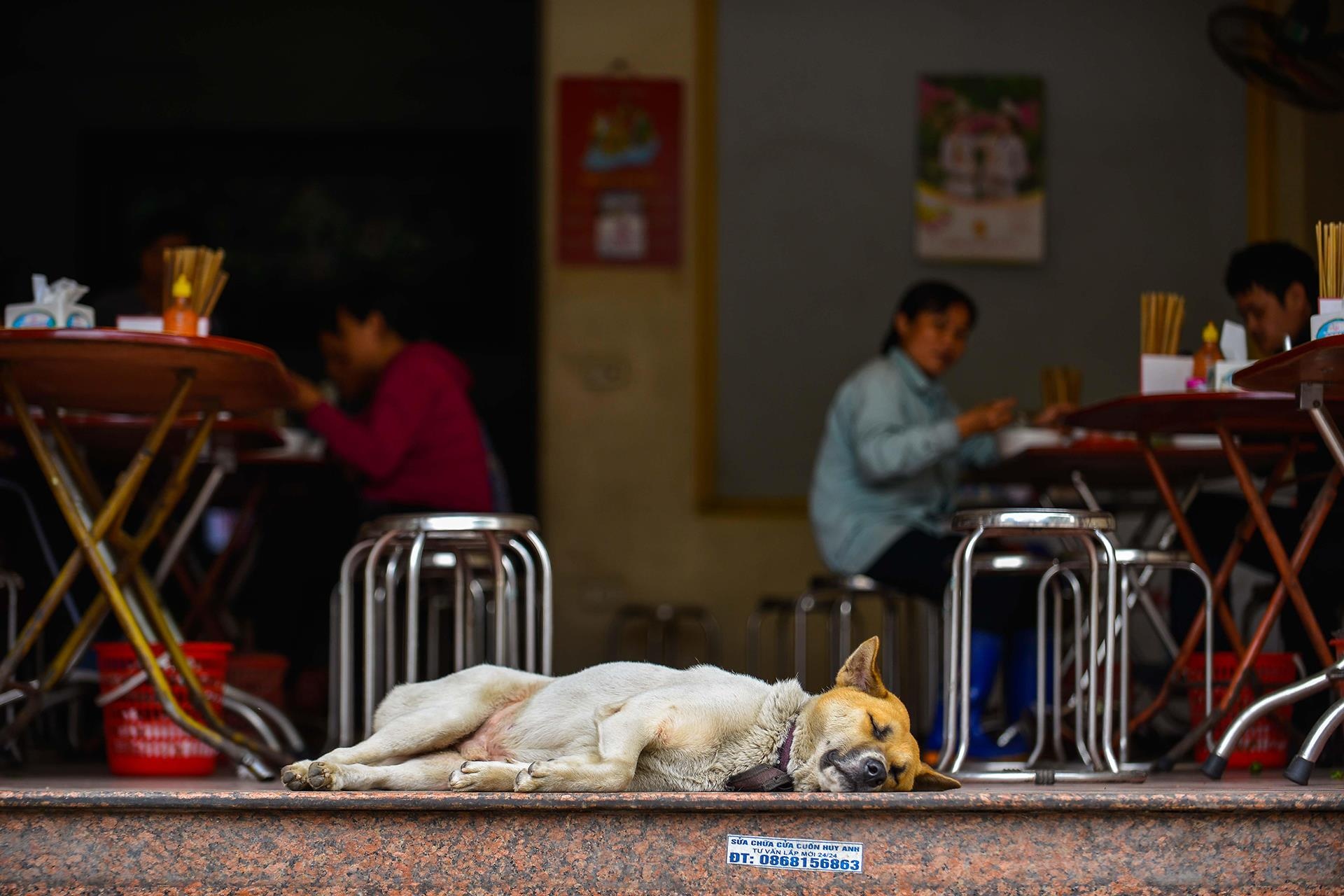 Tiem an nguy hiem tu viec nuoi cho tha rong anh 10