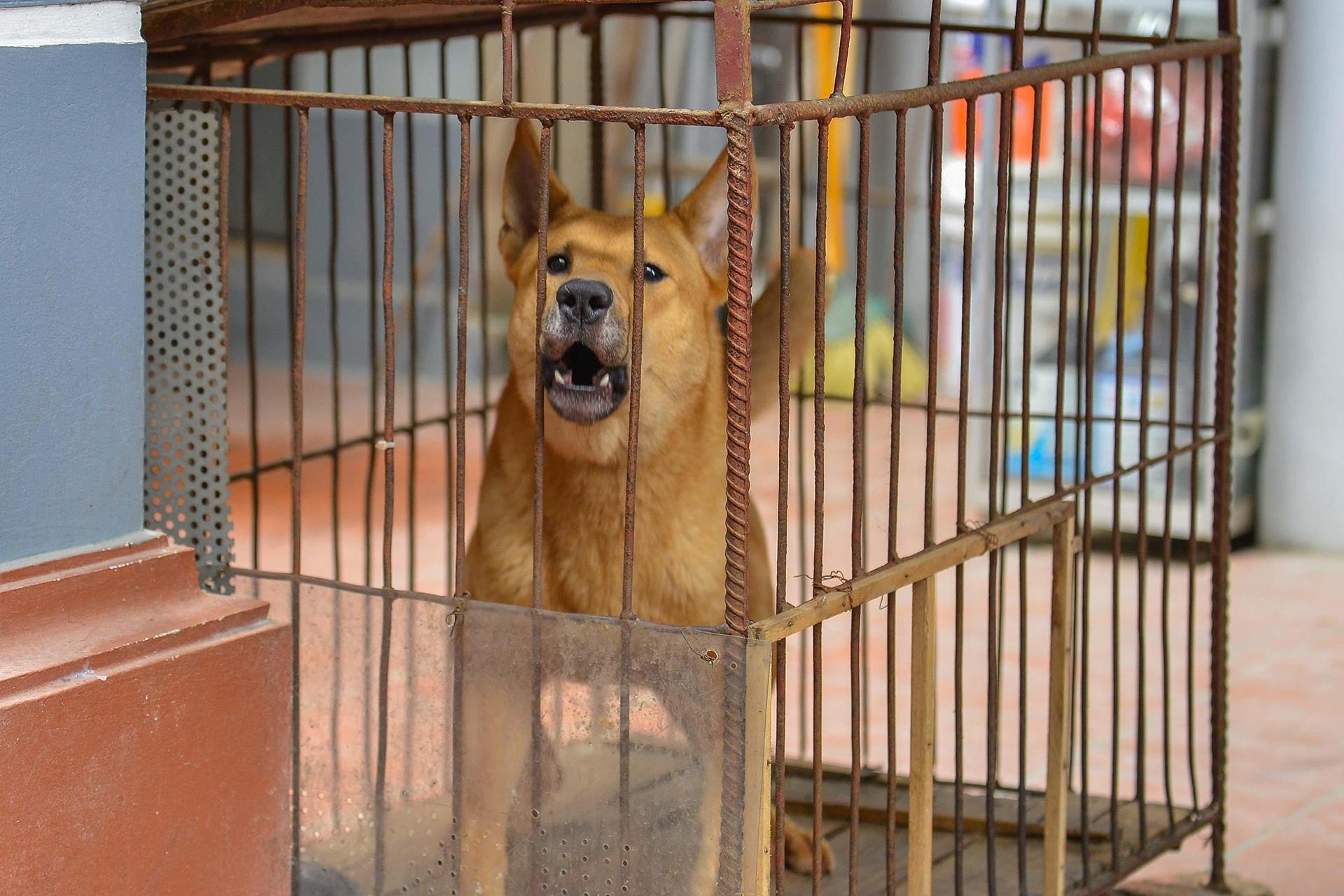 Tiem an nguy hiem tu viec nuoi cho tha rong anh 1