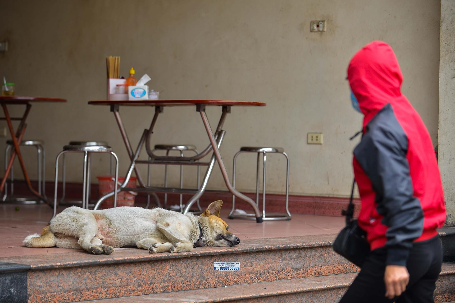 Tiem an nguy hiem tu viec nuoi cho tha rong anh 9