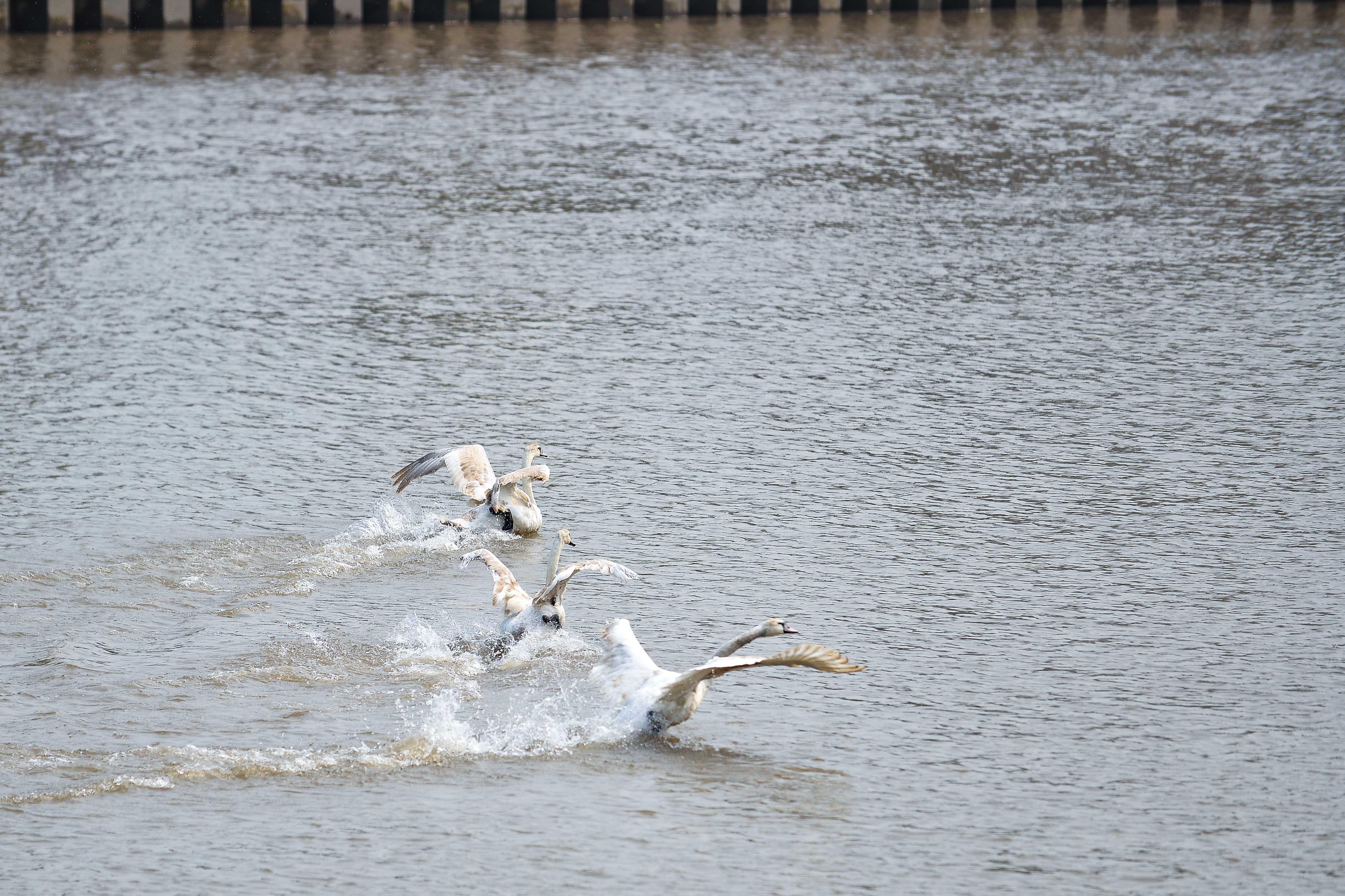 Nghin nguoi di xem 20 doi thien nga tren song Tam Bac anh 9