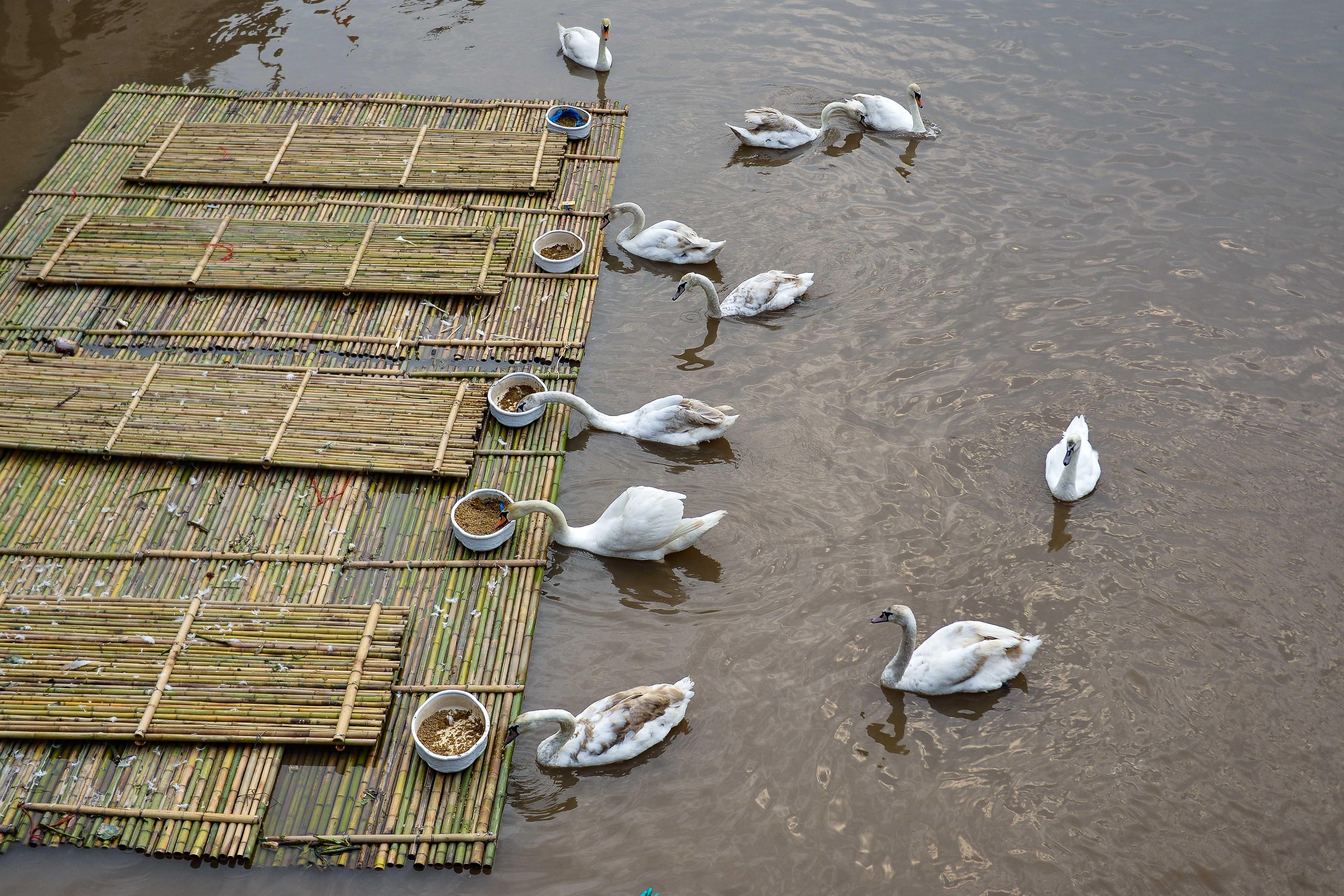 Nghin nguoi di xem 20 doi thien nga tren song Tam Bac anh 6