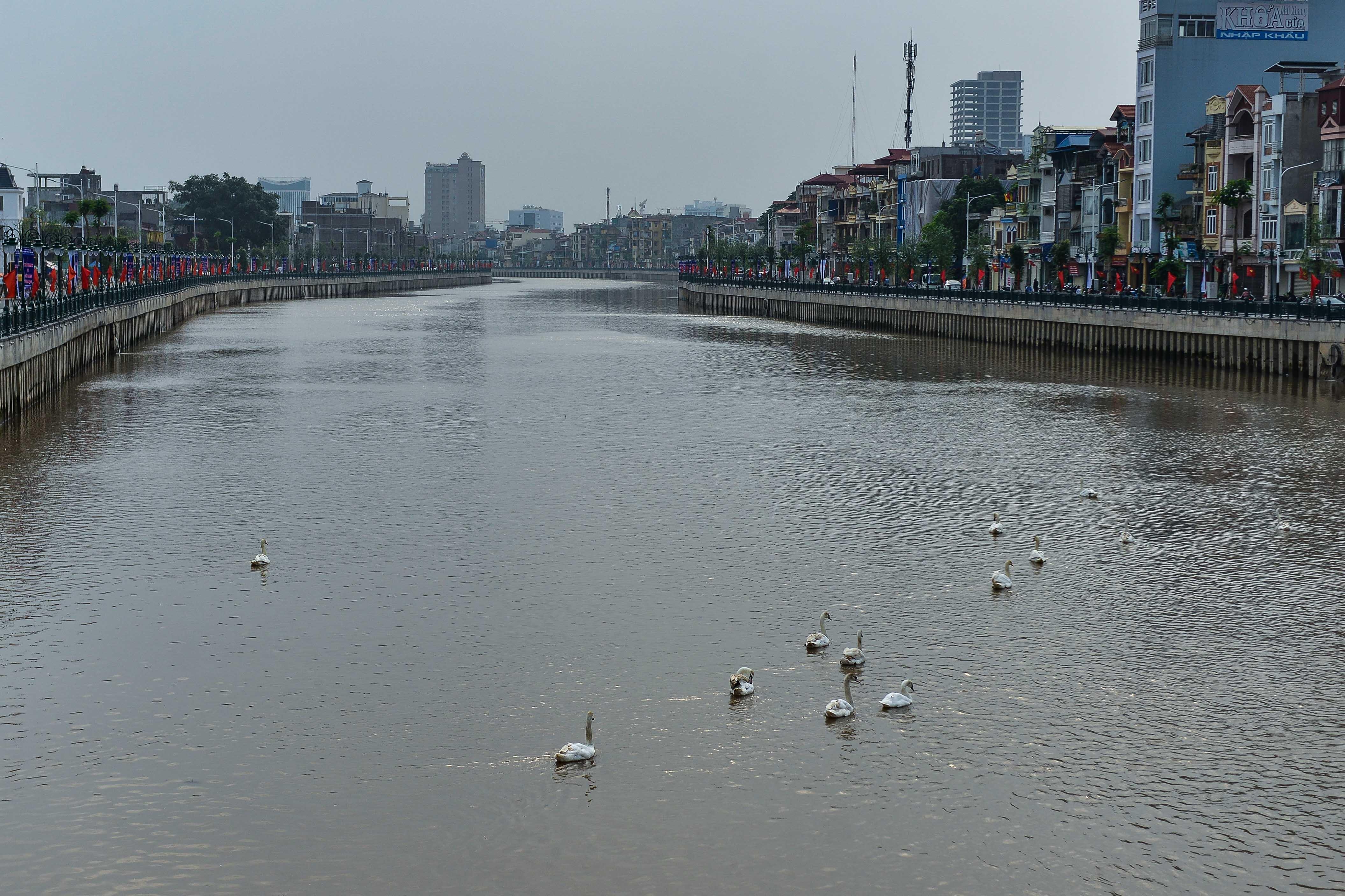 Nghin nguoi di xem 20 doi thien nga tren song Tam Bac anh 8