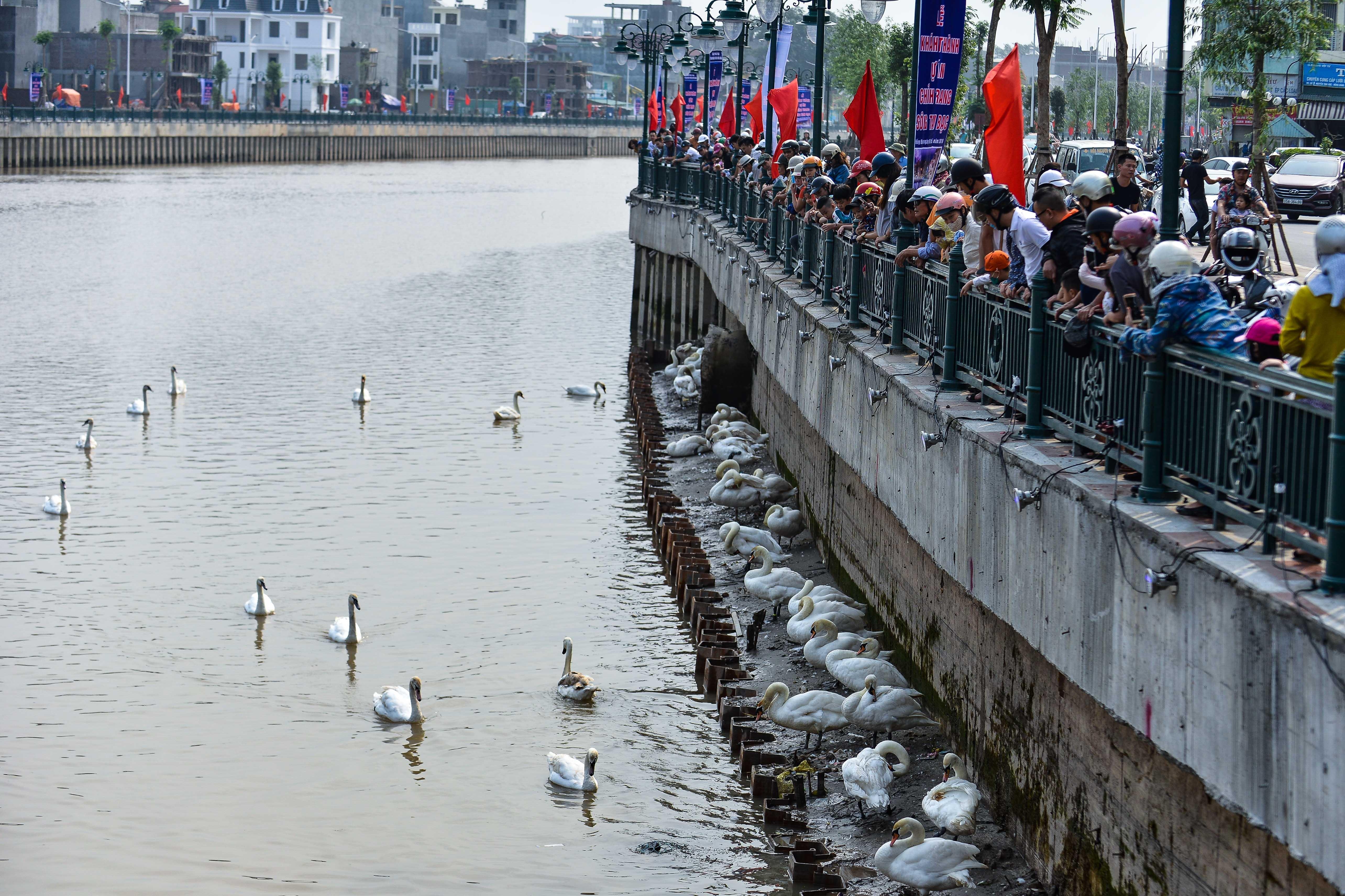 Nghin nguoi di xem 20 doi thien nga tren song Tam Bac anh 1