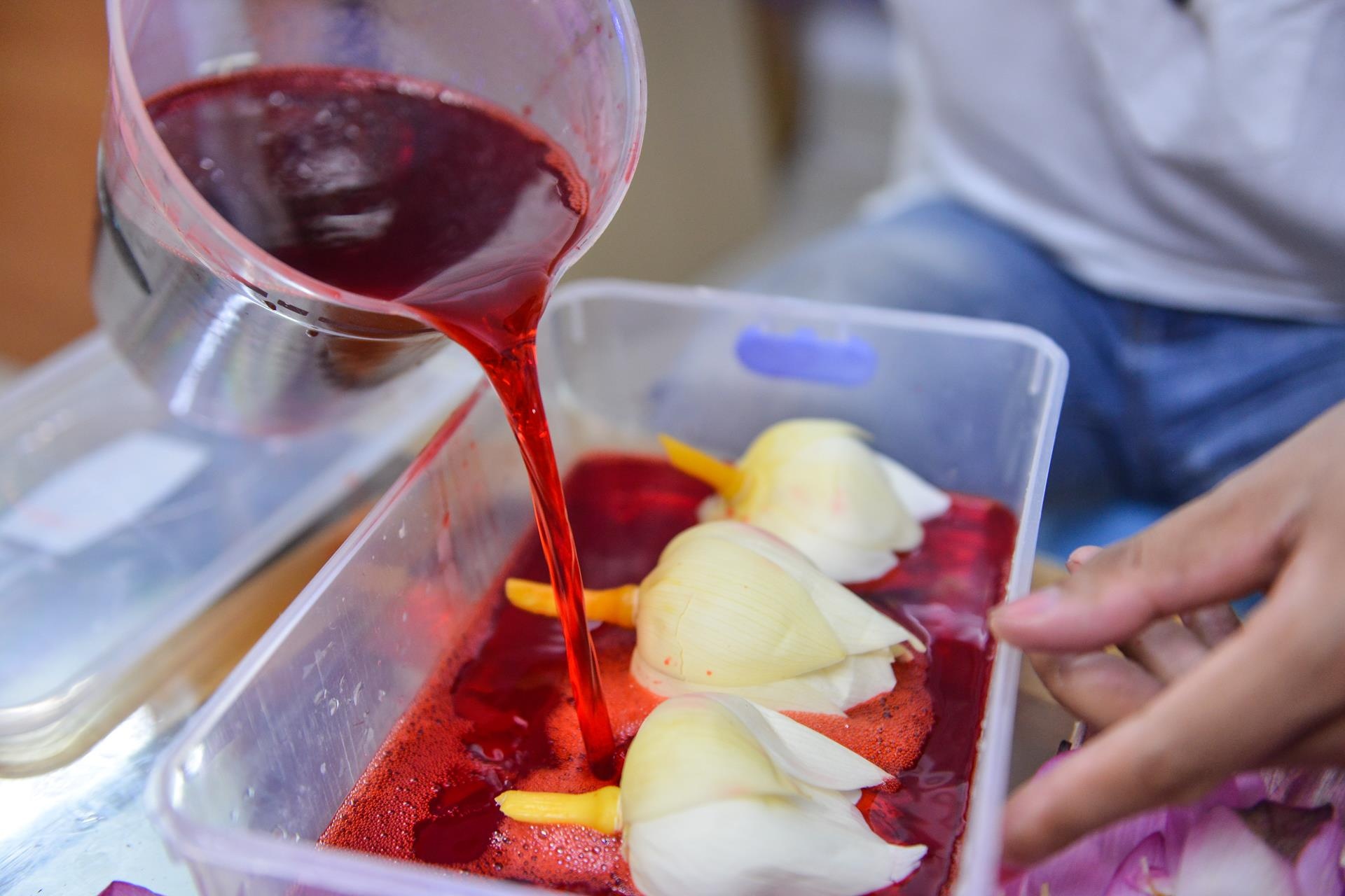 khởi ngiệp, công việc nghìn đô, hoa sen bất tử ảnh 11 khoi ngiep, cong viec nghin do, hoa sen bat tu anh 11