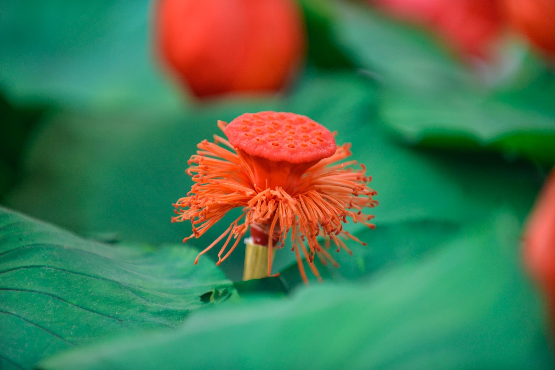 khởi ngiệp, công việc nghìn đô, hoa sen bất tử ảnh 17 khoi ngiep, cong viec nghin do, hoa sen bat tu anh 17