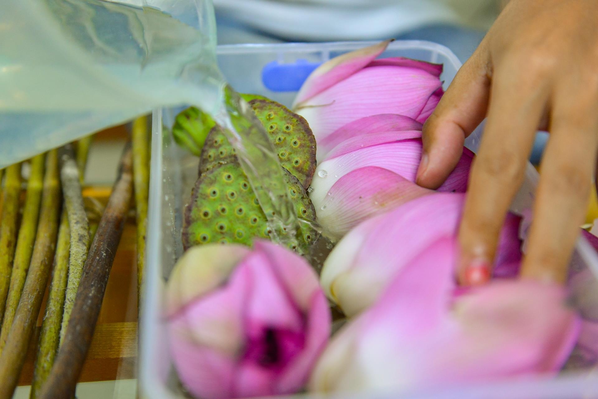 khởi ngiệp, công việc nghìn đô, hoa sen bất tử ảnh 6 khoi ngiep, cong viec nghin do, hoa sen bat tu anh 6