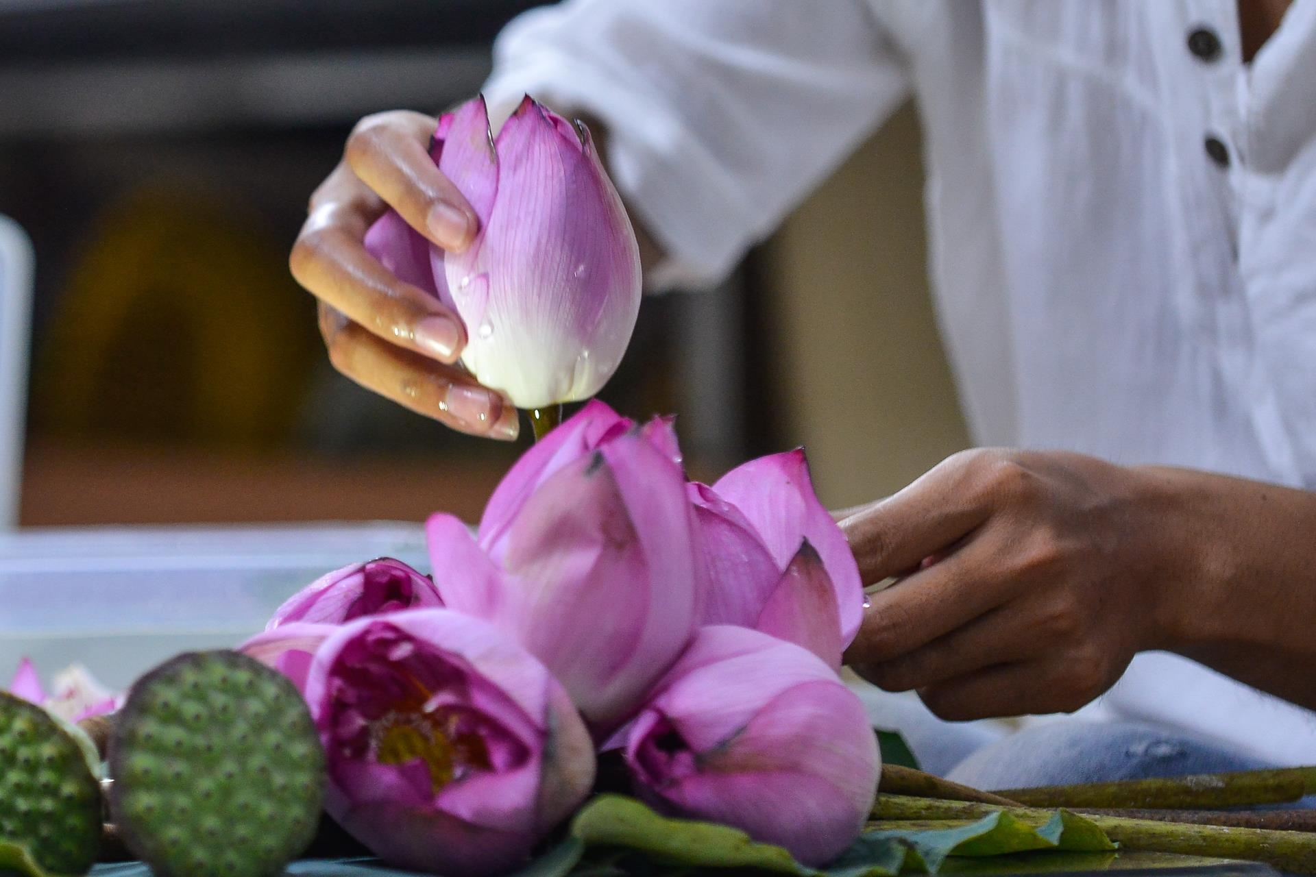 khởi ngiệp, công việc nghìn đô, hoa sen bất tử ảnh 7 khoi ngiep, cong viec nghin do, hoa sen bat tu anh 7