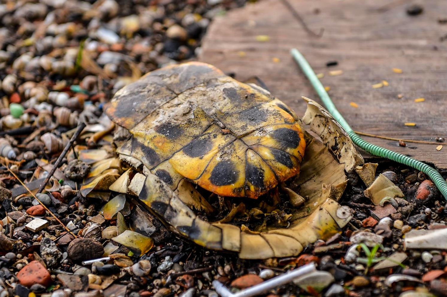 Ca chet o Ho Tay anh 5