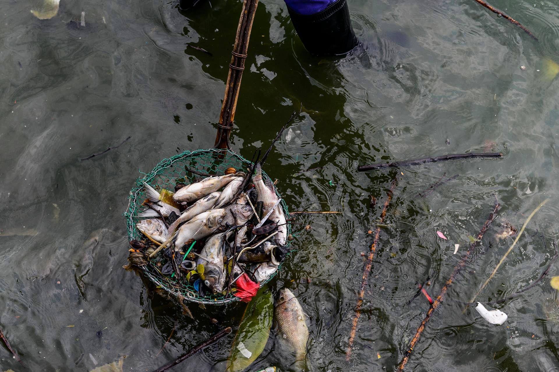 Ca chet o Ho Tay anh 11