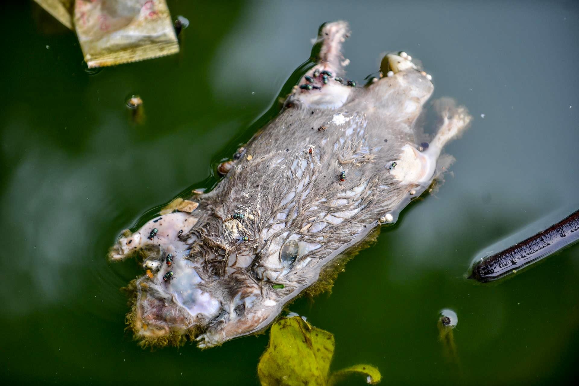 Ca chet o Ho Tay anh 6